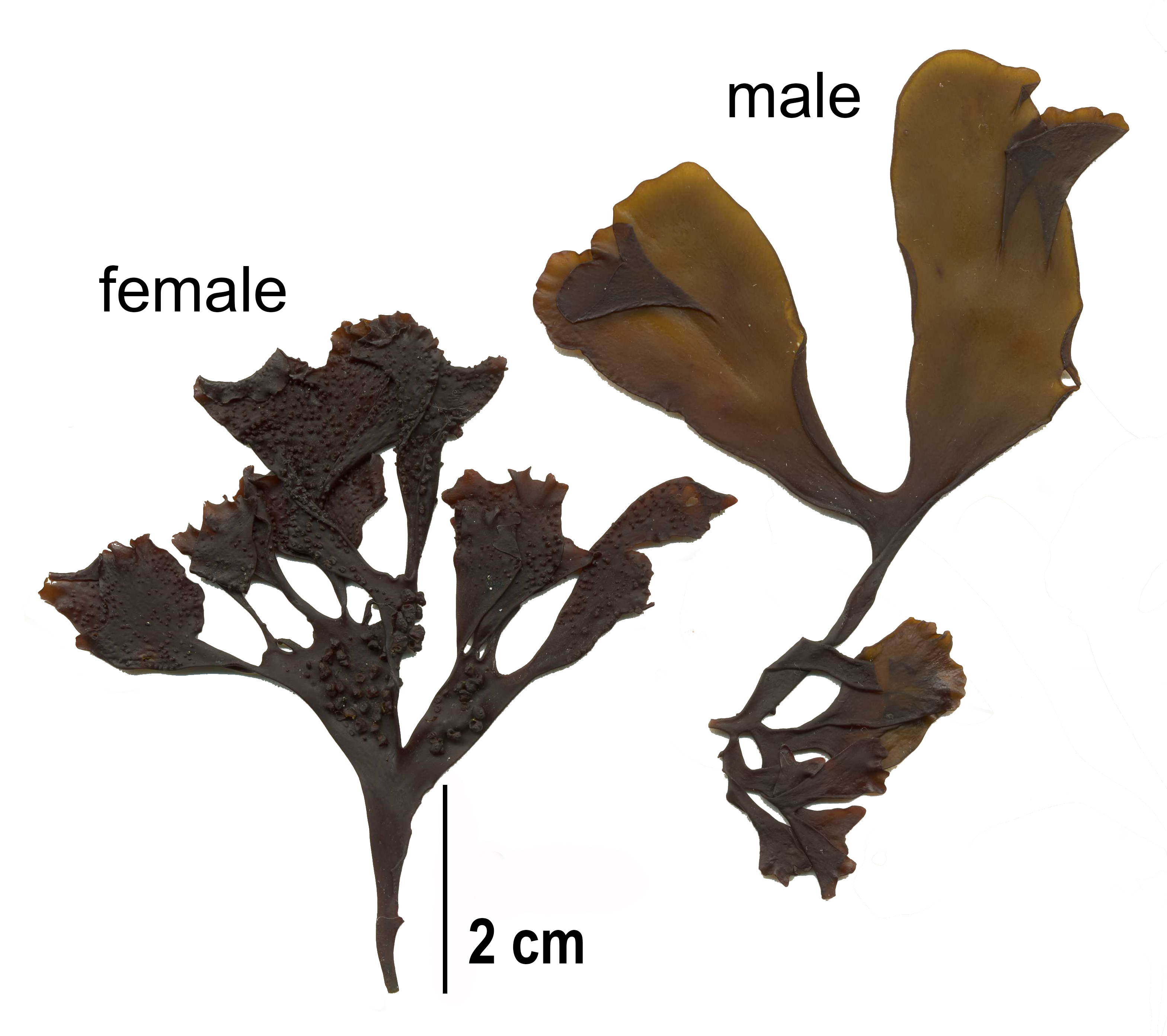 Mastocarpus alaskensis