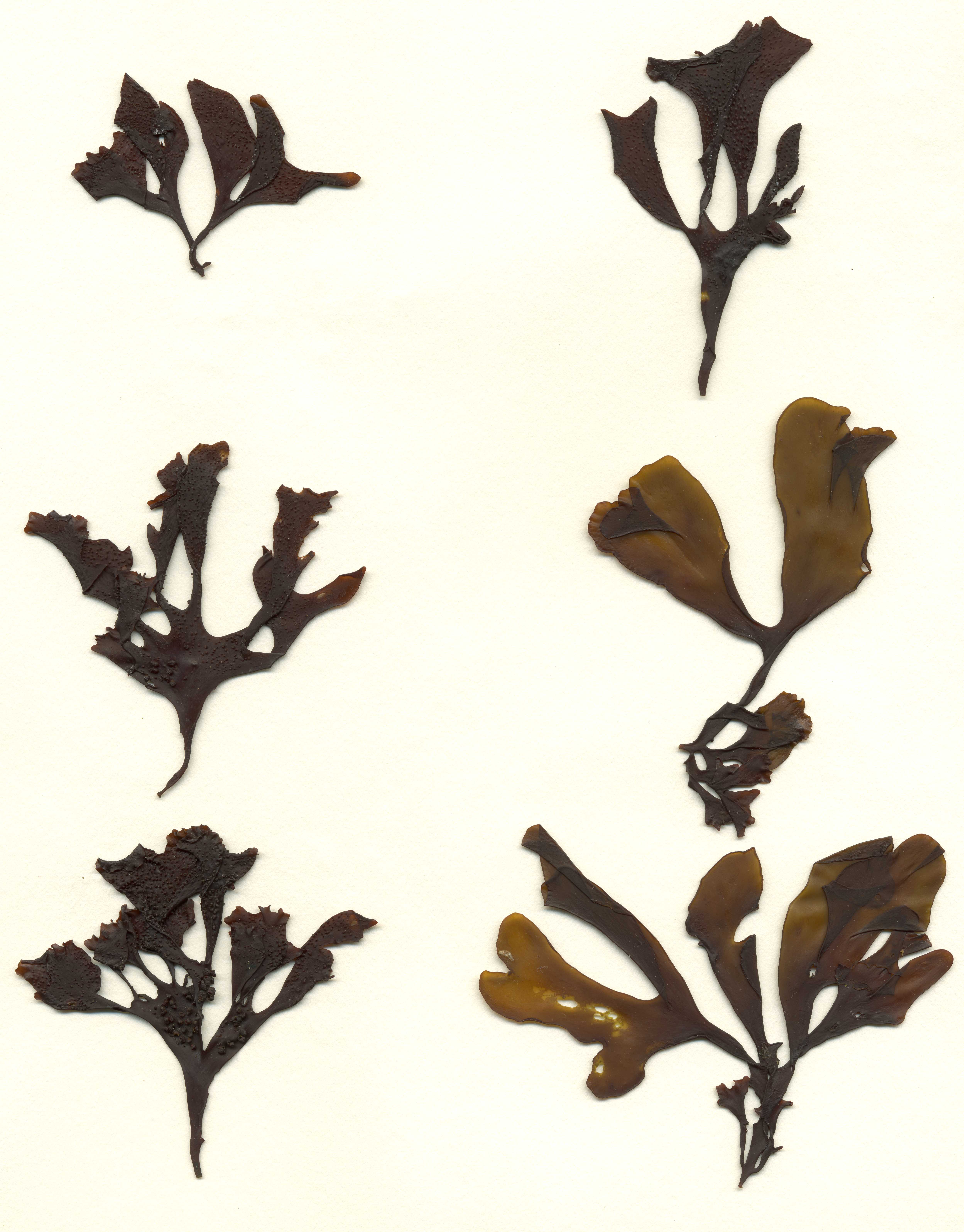 Mastocarpus alaskensis – M. Lindeberg · Aleutian Islands · July 2007