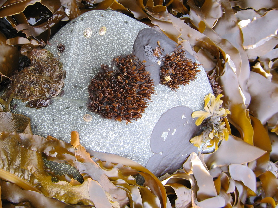 Mastocarpus latissimus – S. Lindstrom · Aleutian Islands · June 2005