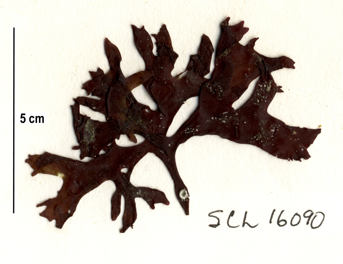 Mastocarpus latissimus