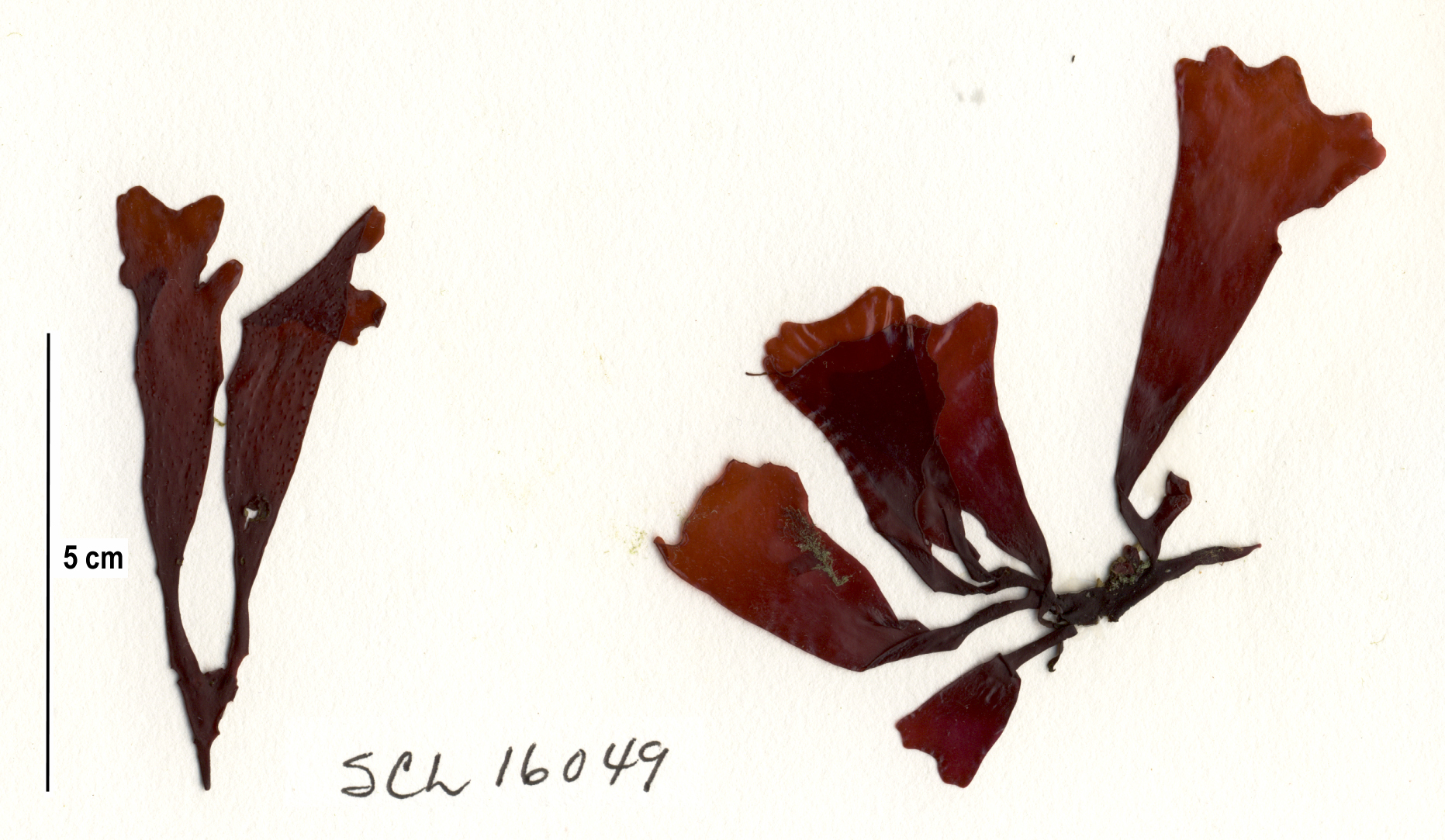 Mastocarpus latissimus – S. Lindstrom · Alaska Peninsula · May 2016