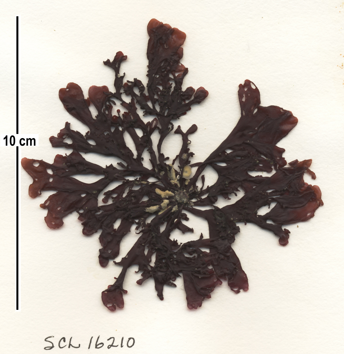Mastocarpus latissimus – S. Lindstrom · Alaska Peninsula · May 2016