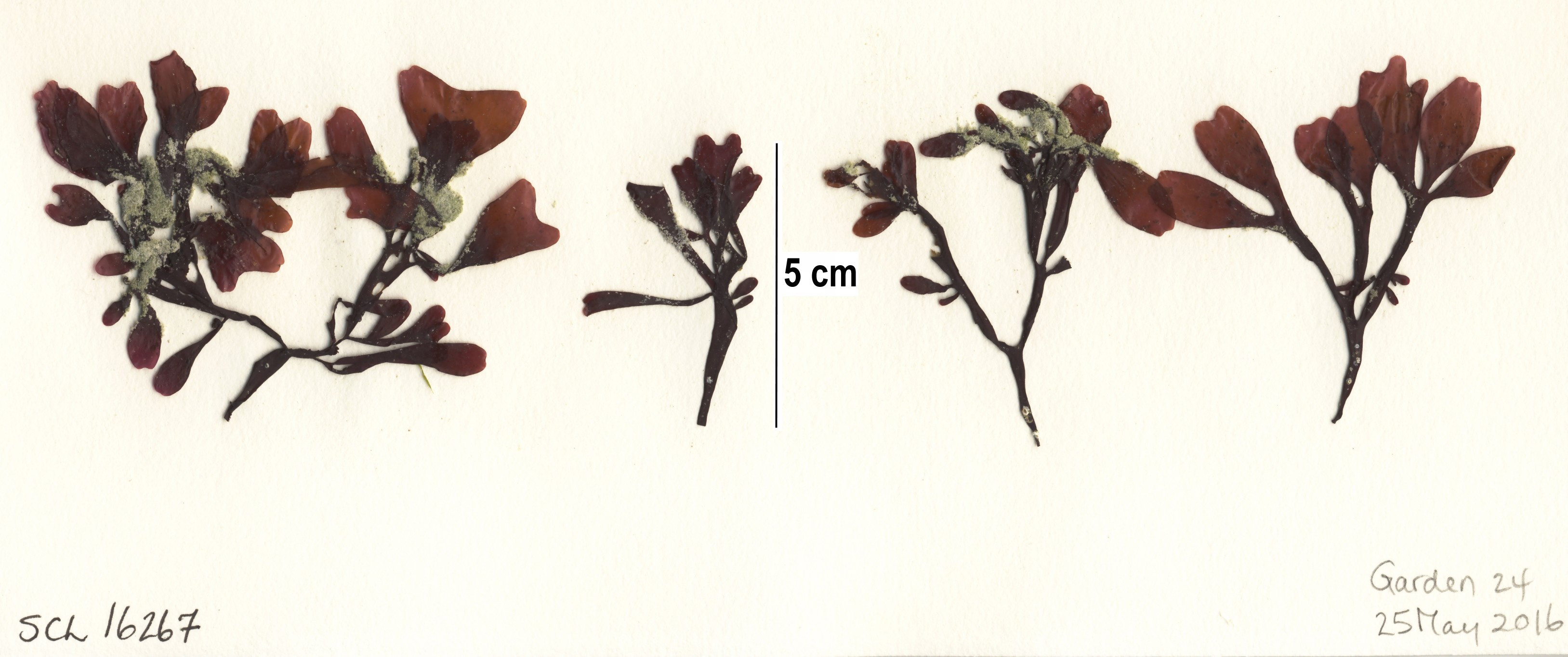 Mastocarpus latissimus – S. Lindstrom · Alaska Peninsula · May 2013