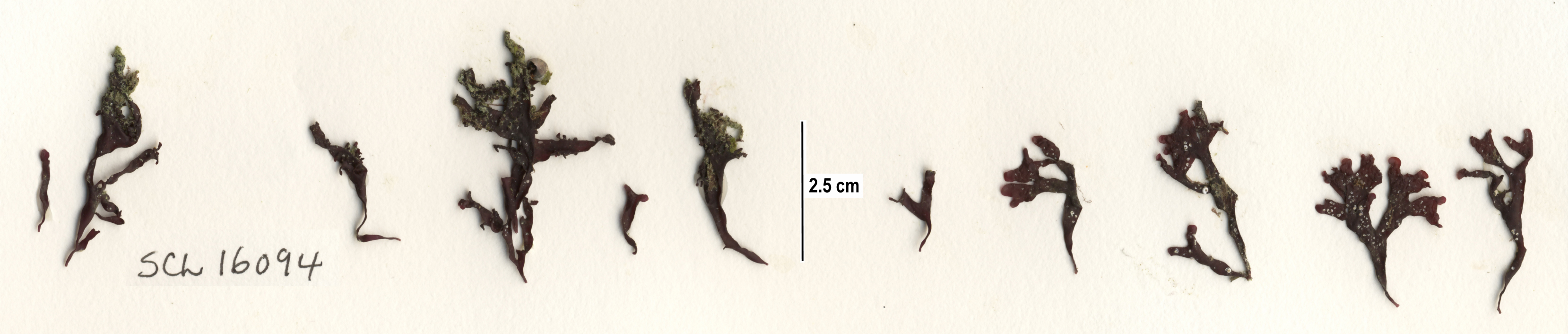 Mastocarpus latissimus – S. Lindstrom · Alaska Peninsula · May 2016