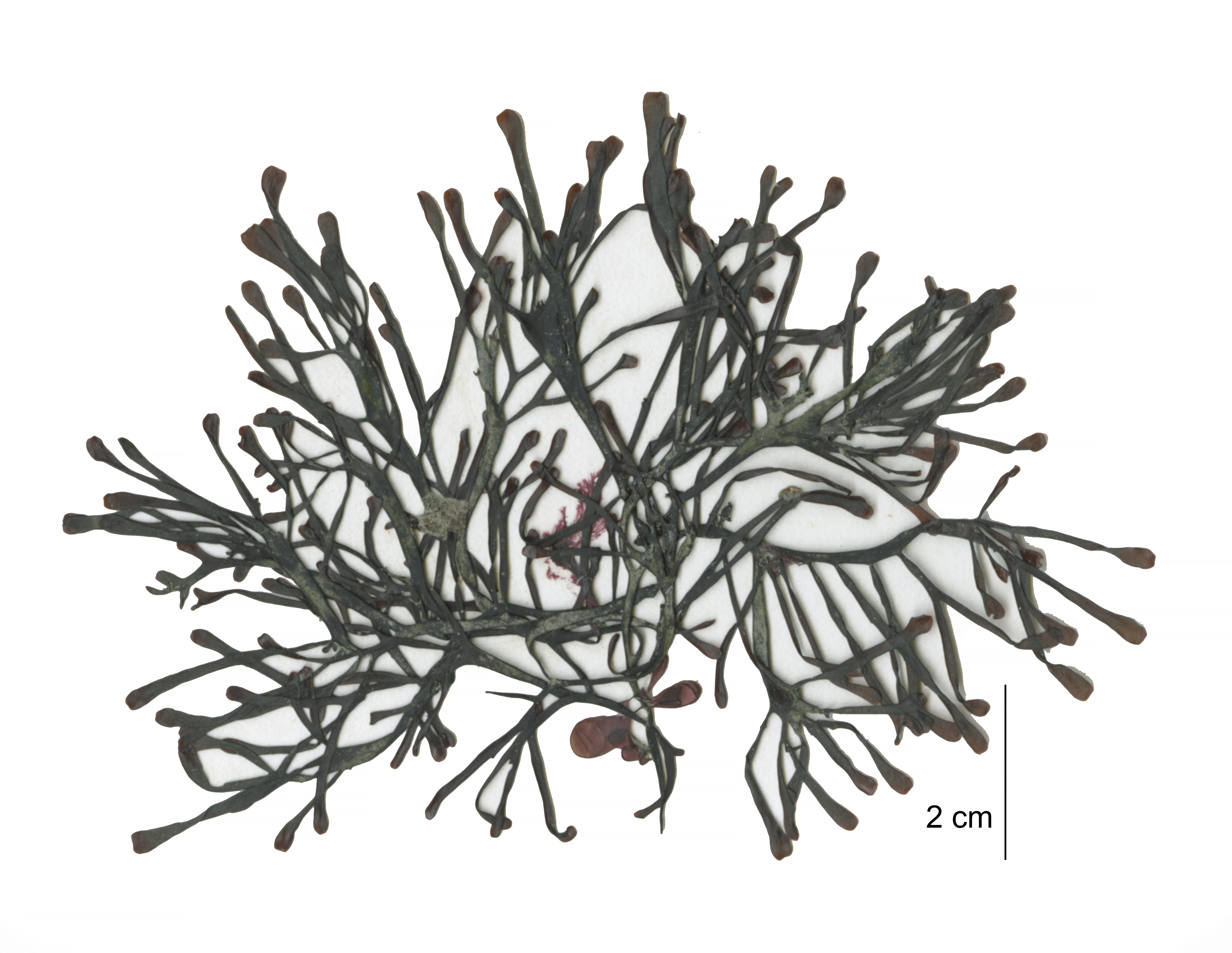 Mastocarpus pacificus – M. Lindeberg · Cook Inlet · May 2017