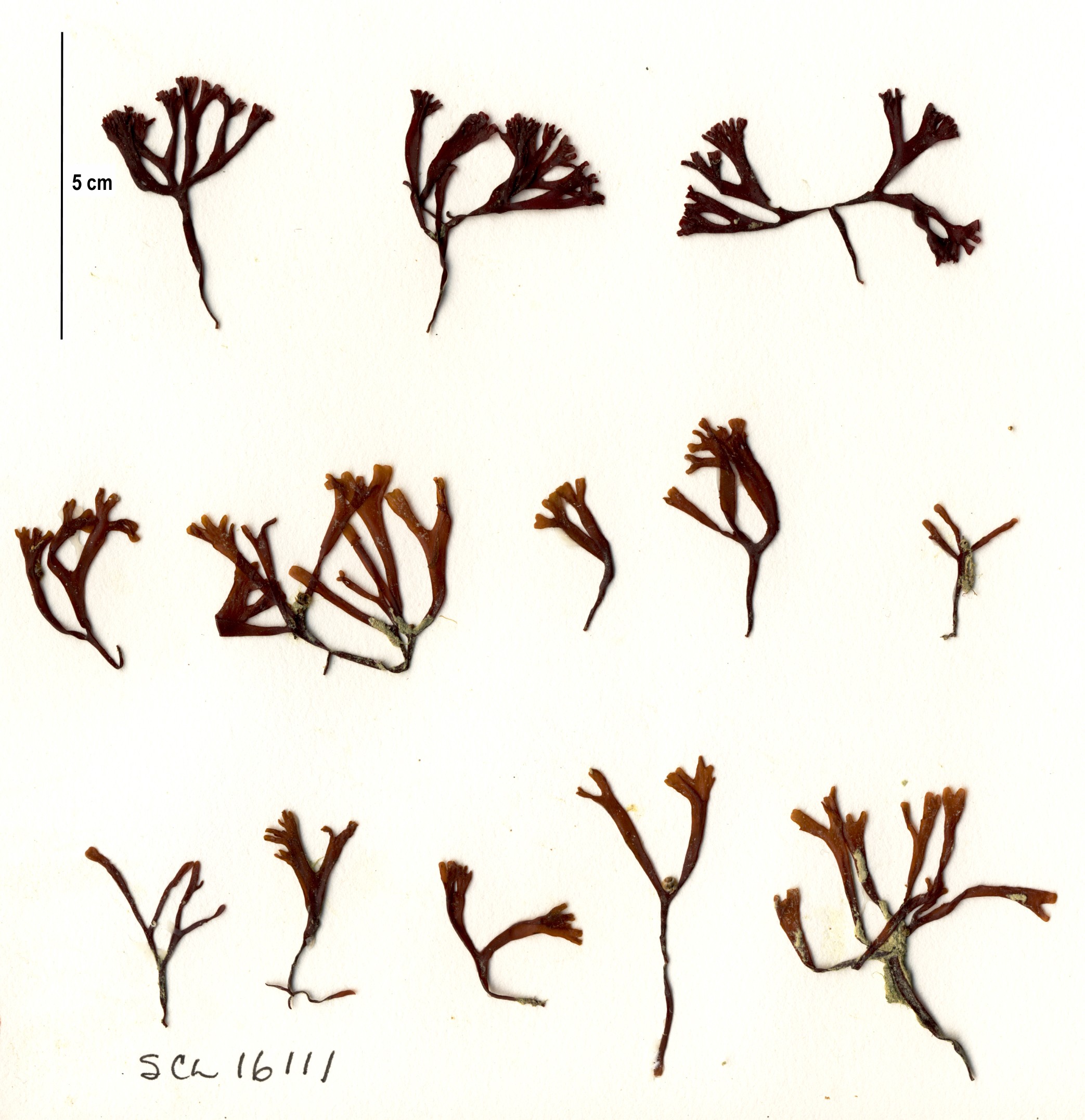 Mastocarpus pacificus