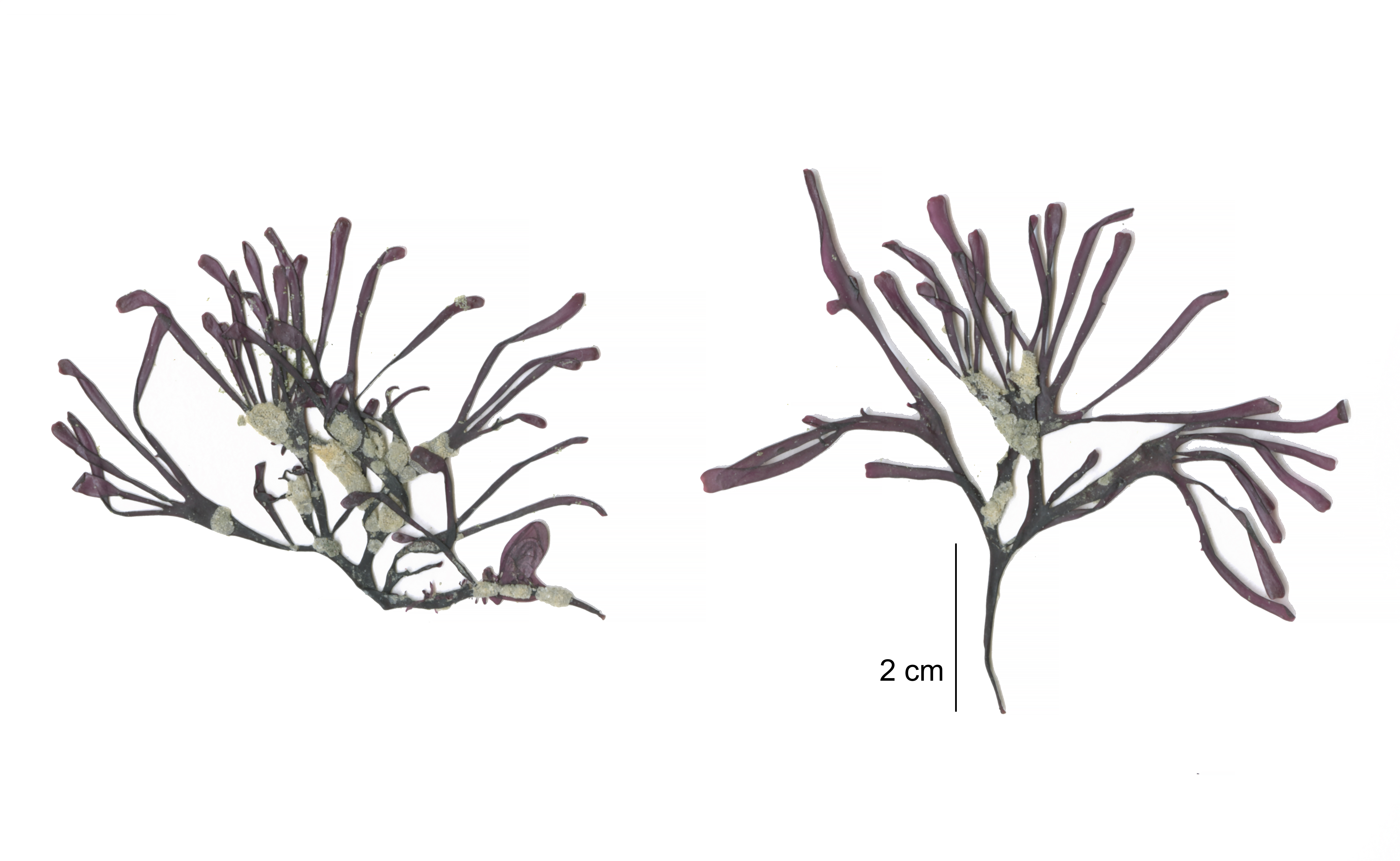 Mastocarpus pacificus – M. Lindeberg · Cook Inlet · June 2016