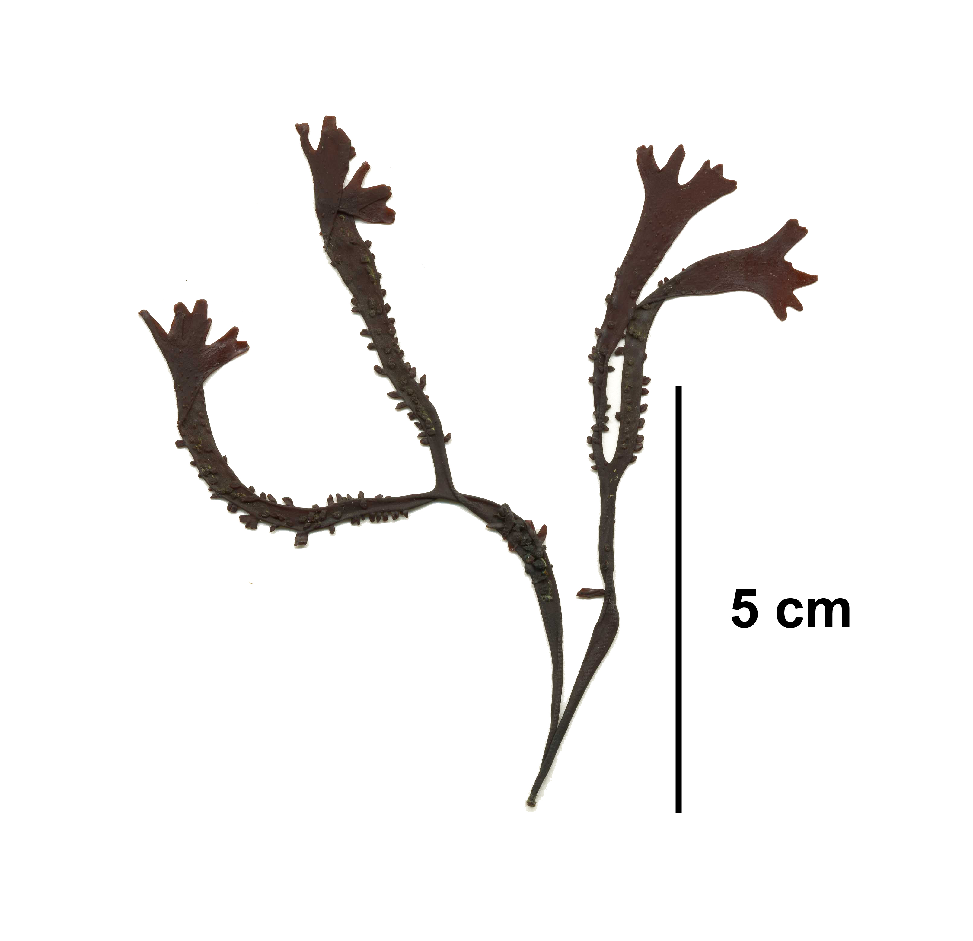 Mastocarpus rigidus
