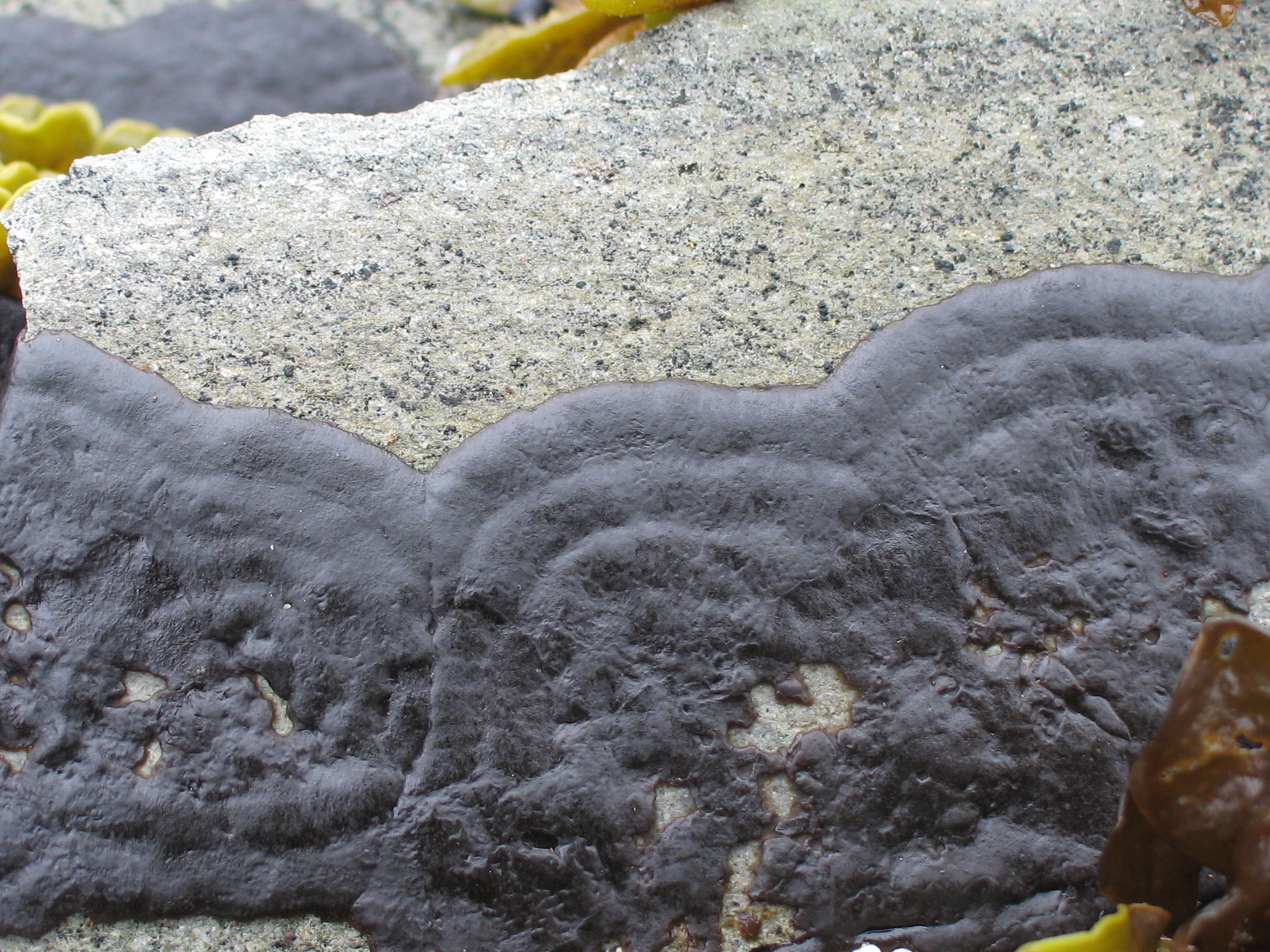 Mastocarpus spp. (Petrocelis phase)