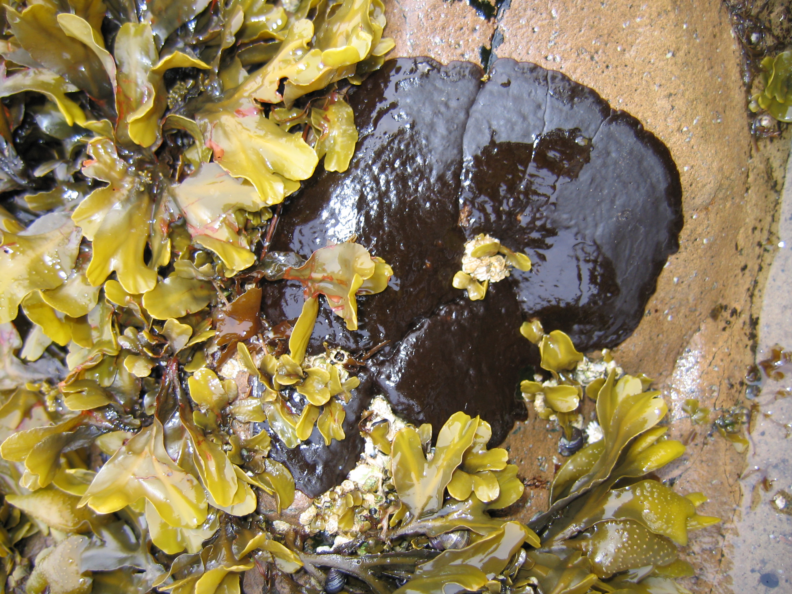 Mastocarpus spp. (Petrocelis phase) – S. Lindstrom · Aleutian Islands · June 2005