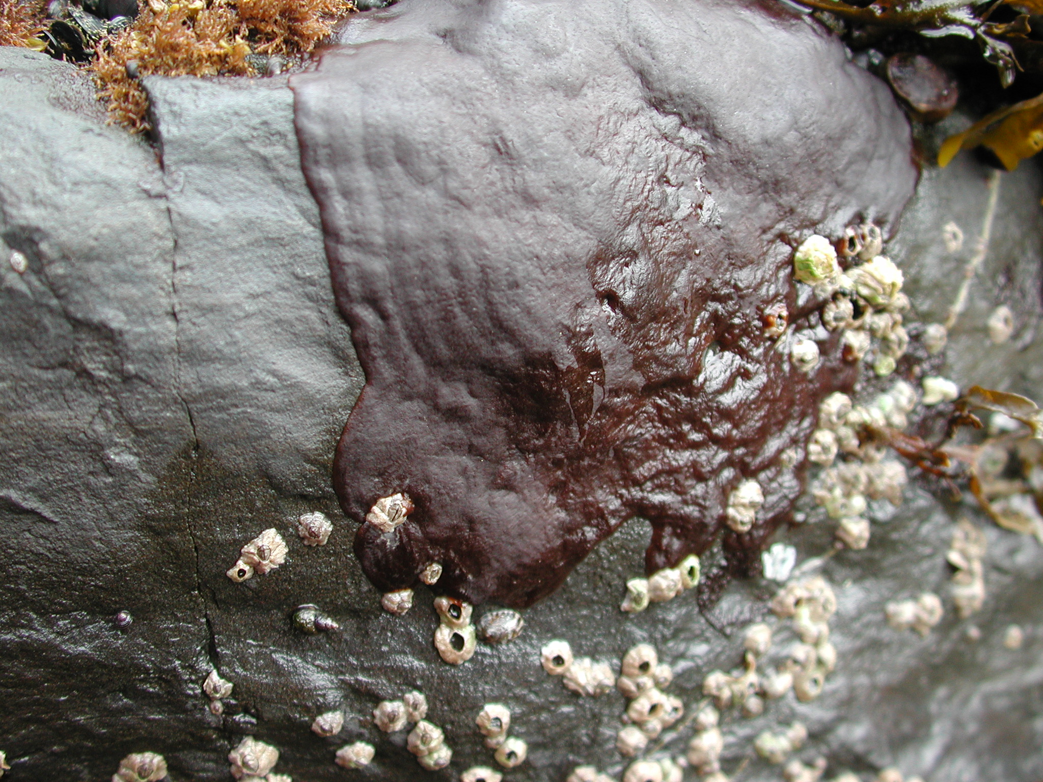 Mastocarpus spp. (Petrocelis phase) – M. Lindeberg · Kodiak Archipelago · May 2005