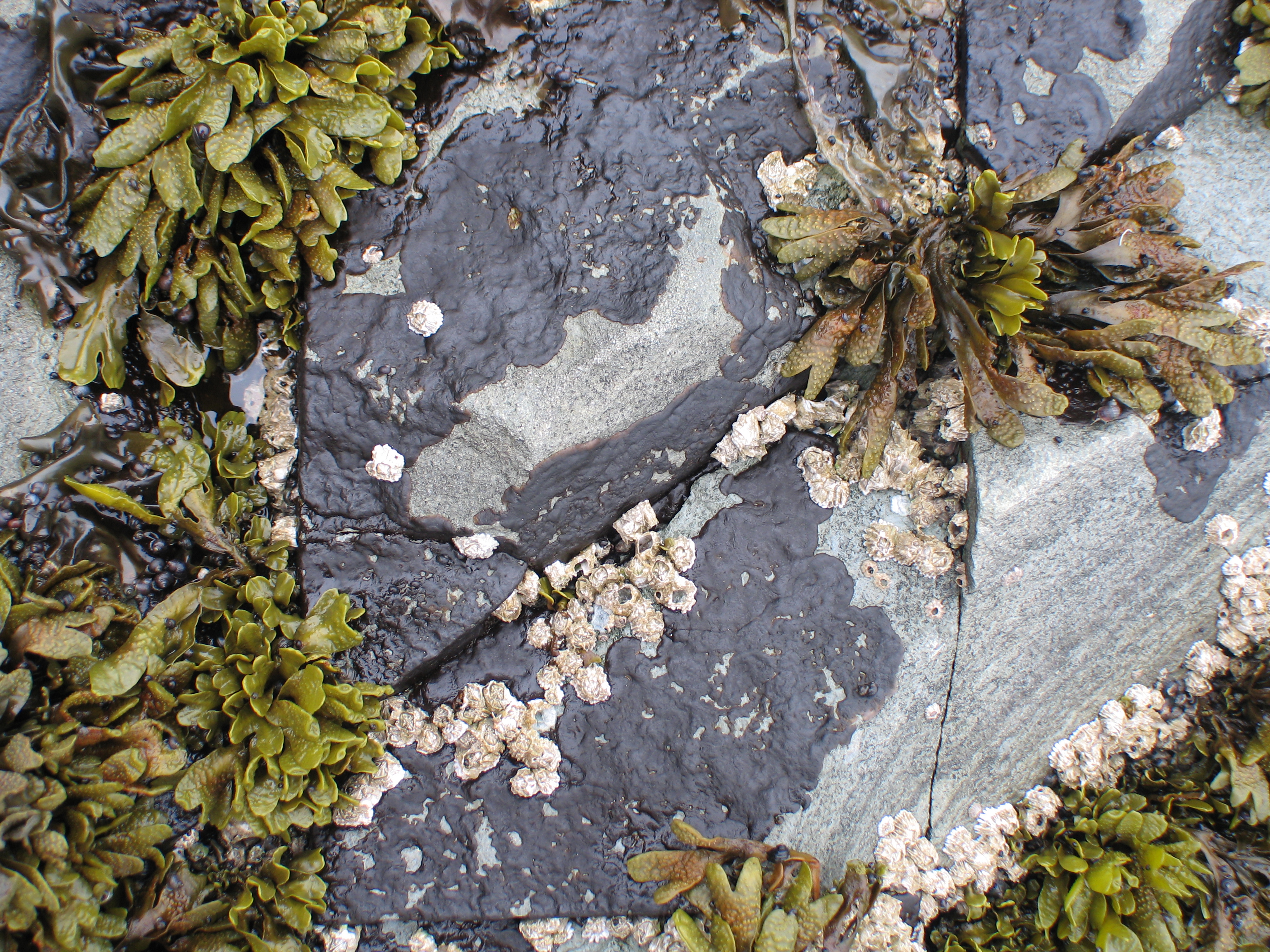 Mastocarpus spp. (Petrocelis phase) – M. Lindeberg · Aleutian Islands · July 2006
