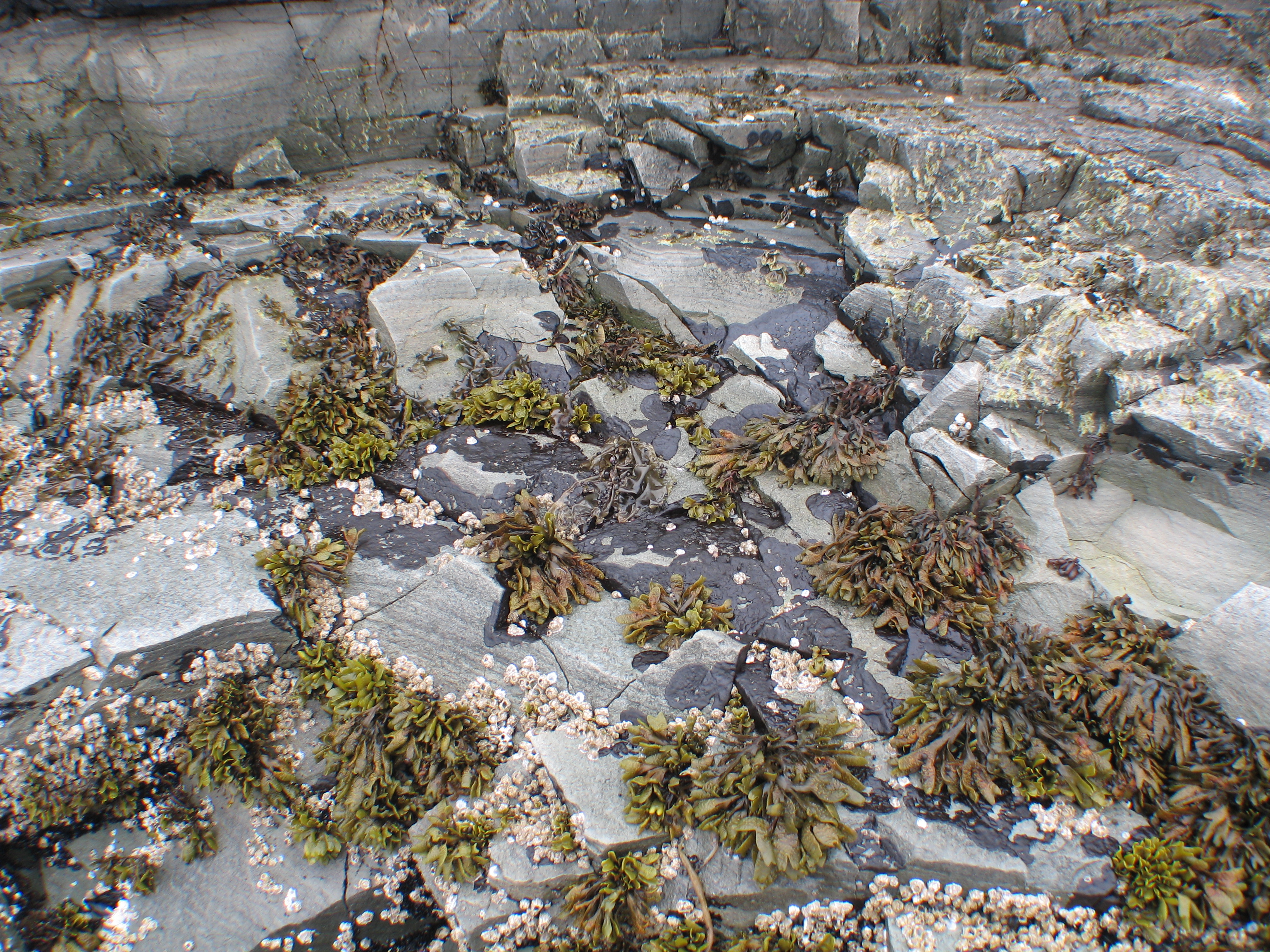 Mastocarpus spp. (Petrocelis phase) – M. Lindeberg · Aleutian Islands · July 2006