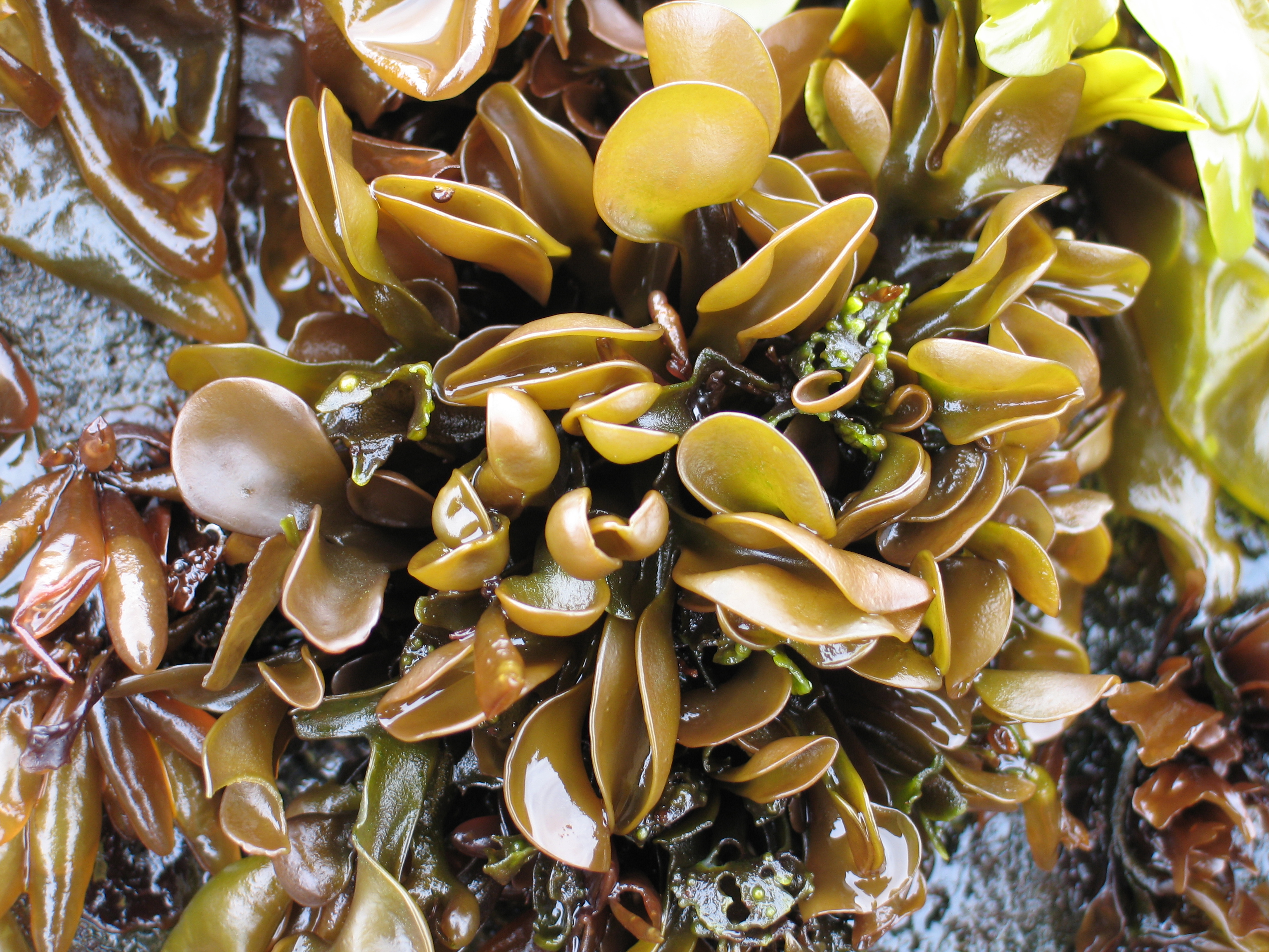 Mazzaella parksii – M. Lindeberg · Aleutian Islands · July 2006