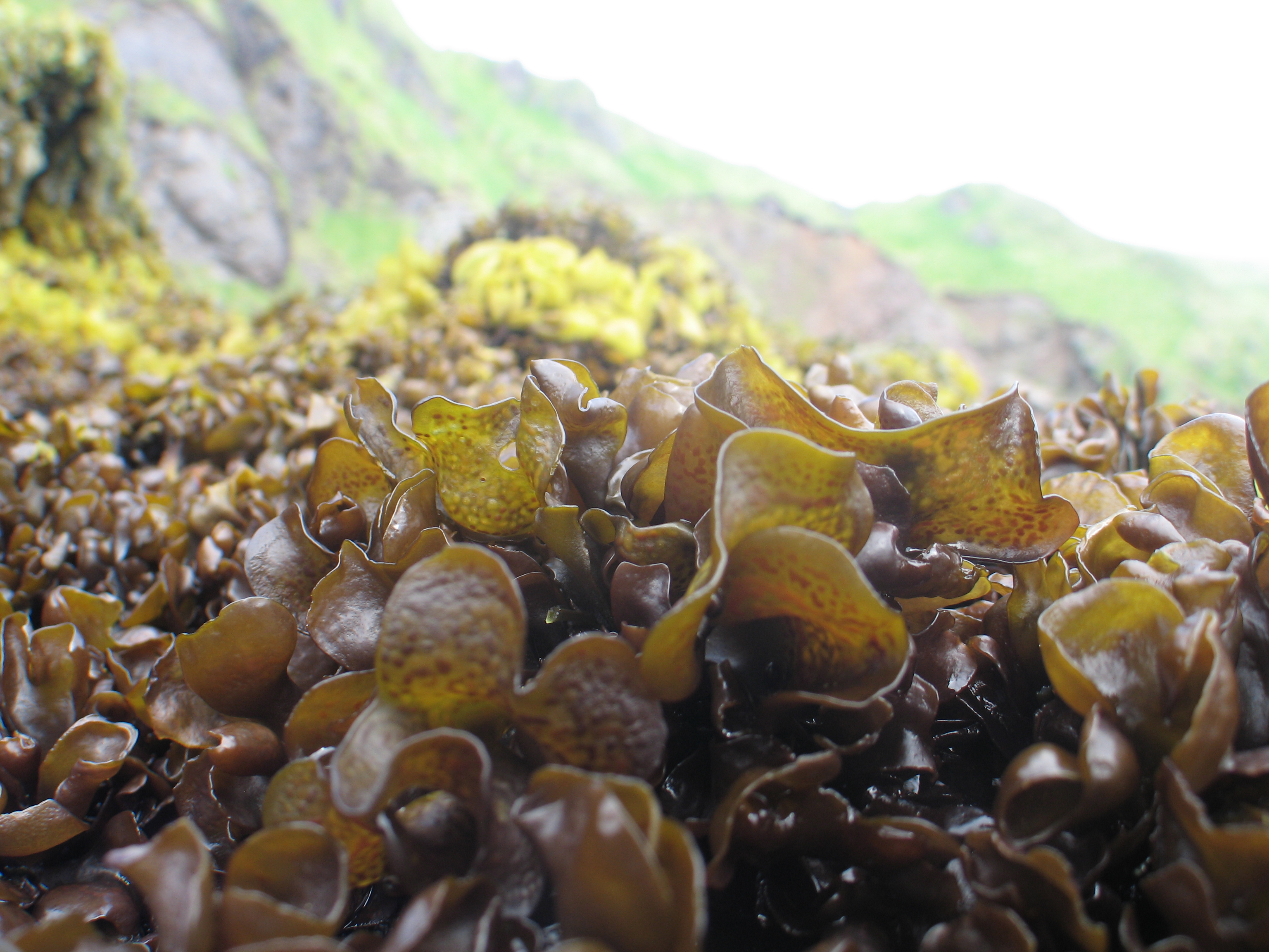 Mazzaella parksii – M. Lindeberg · Aleutian Islands · June 2007