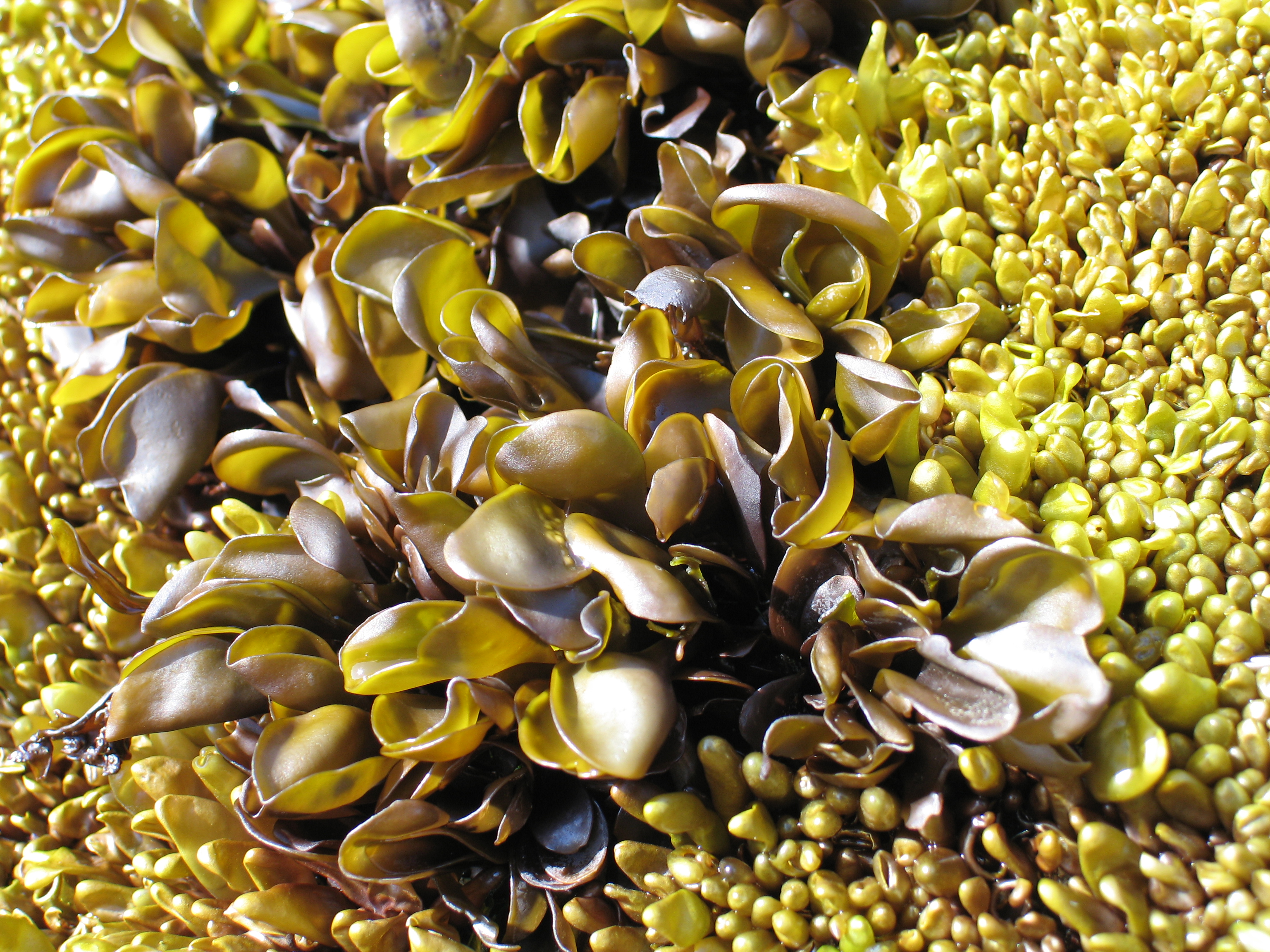 Mazzaella parksii – M. Lindeberg · Aleutian Islands · June 2007