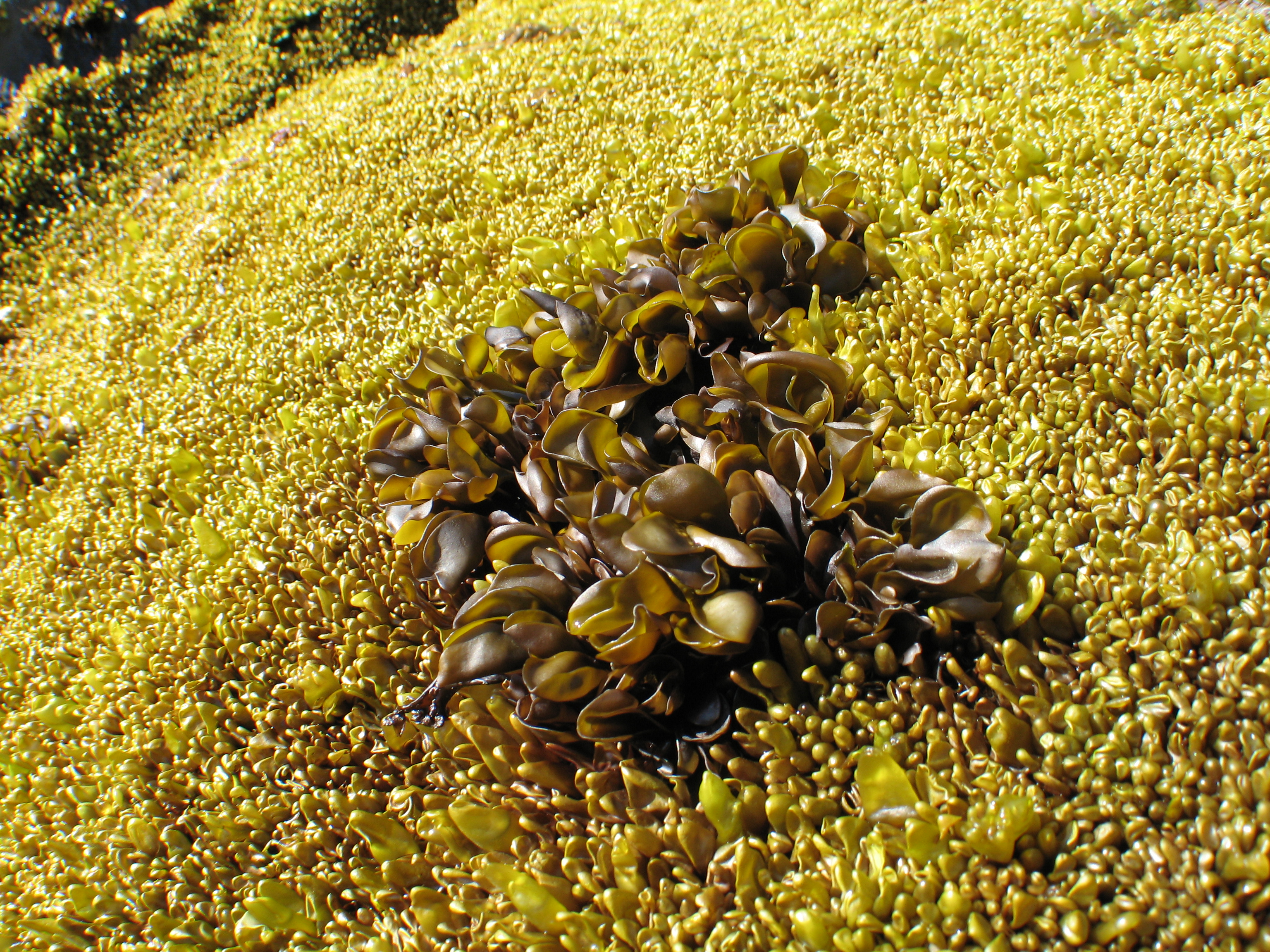 Mazzaella parksii – M. Lindeberg · Aleutian Islands · June 2007