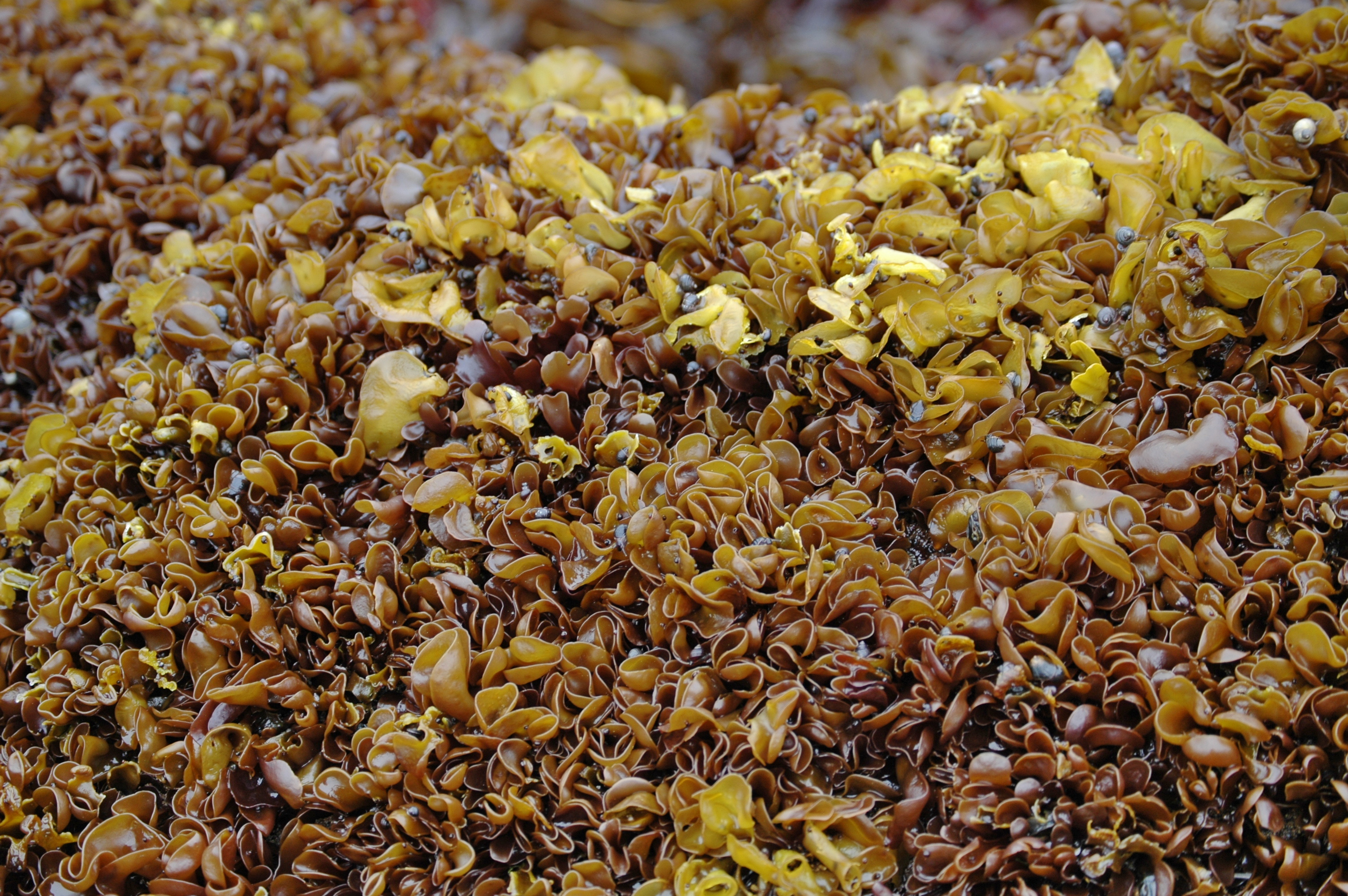Mazzaella parksii – M. Lindeberg · Aleutian Islands · July 2007