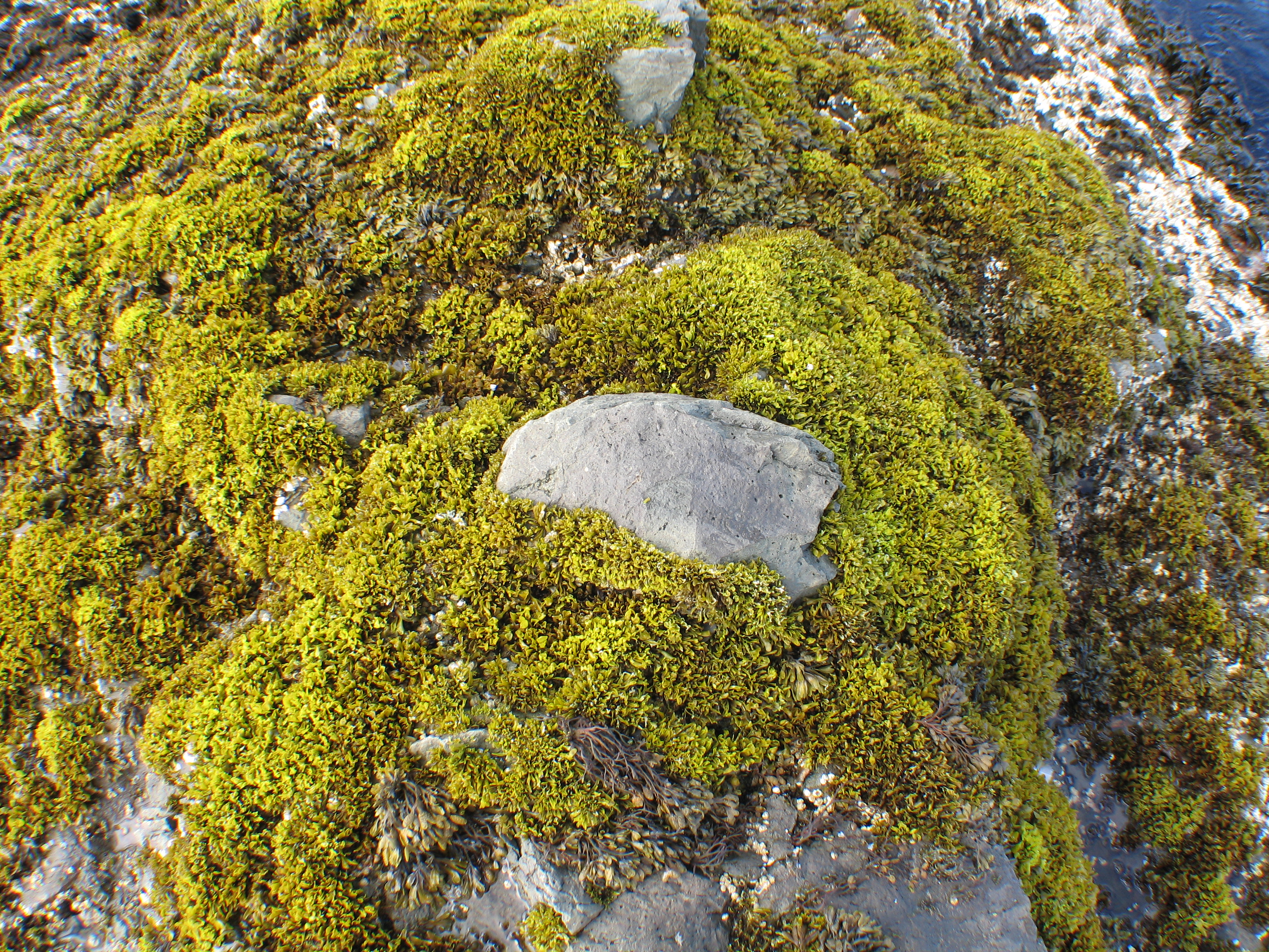 Mazzaella parksii – M. Lindeberg · Aleutian Islands · July 2006