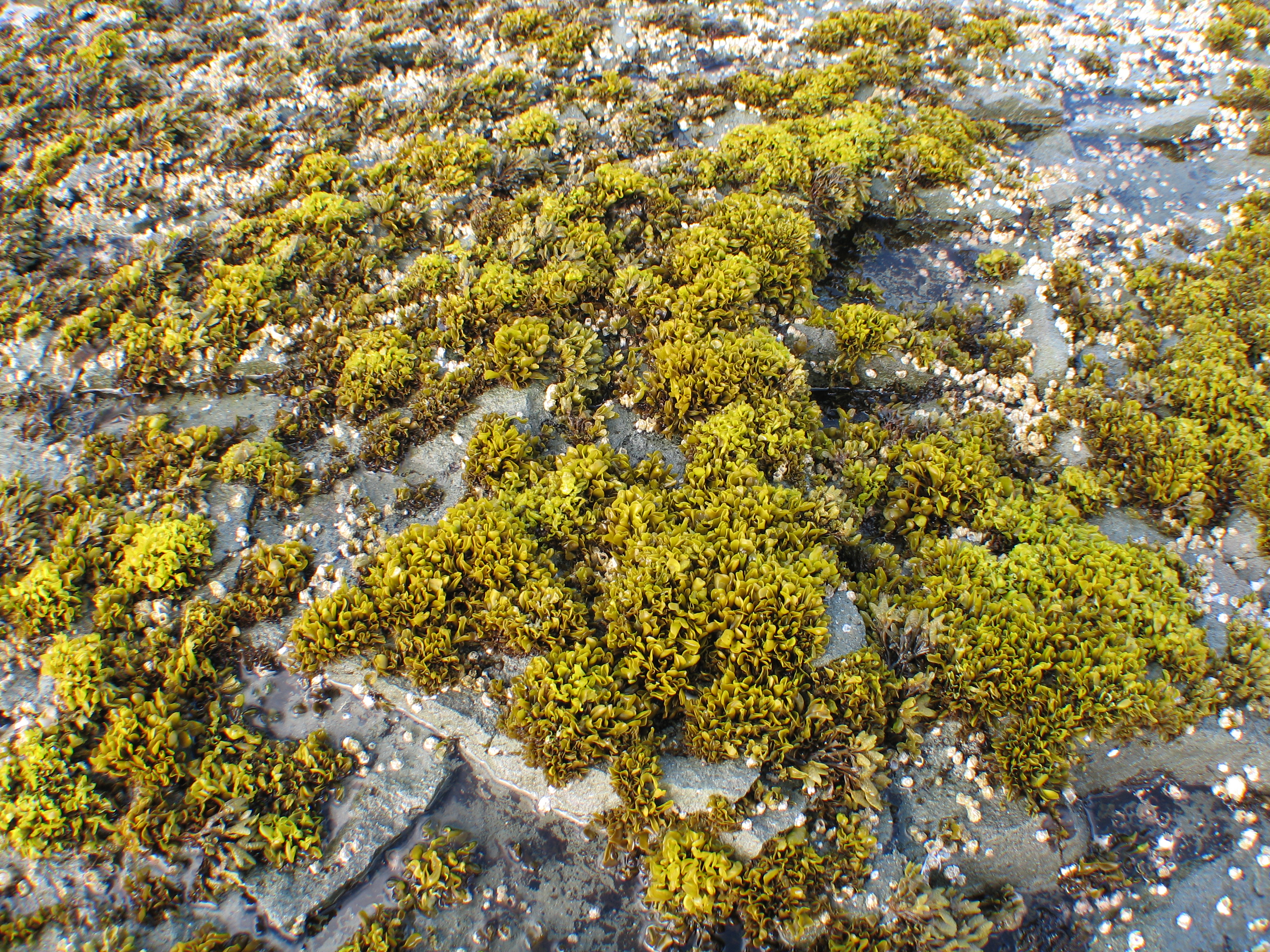 Mazzaella parksii – M. Lindeberg · Aleutian Islands · July 2006