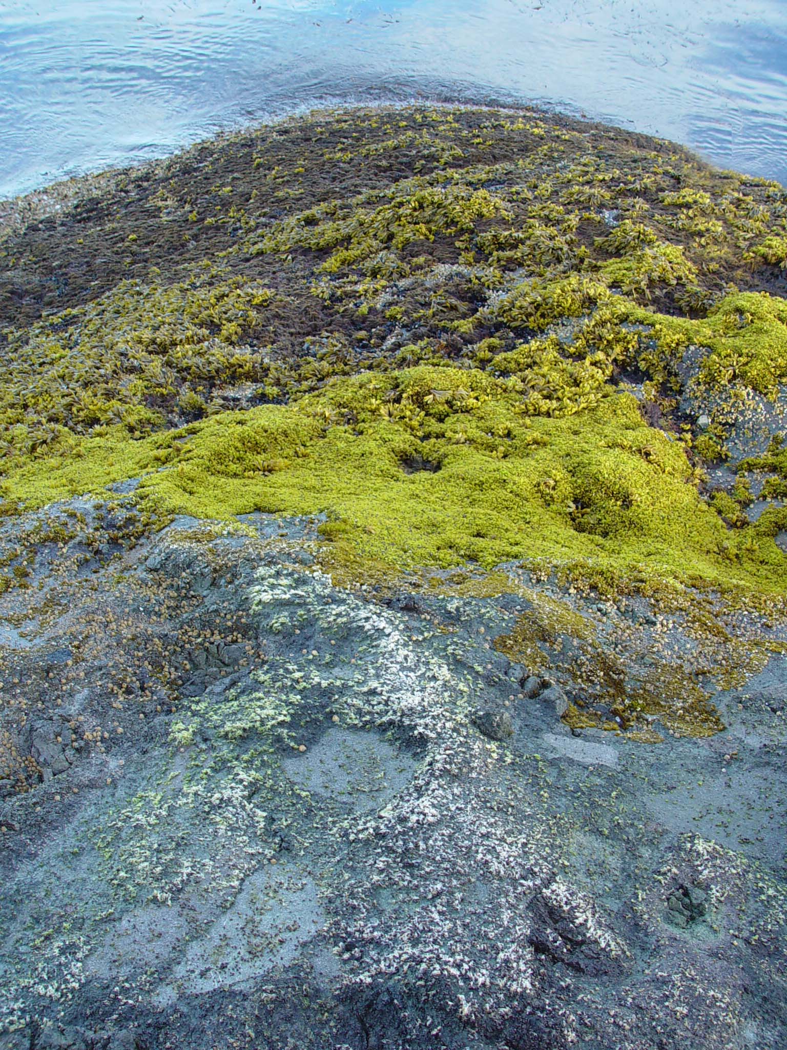 Mazzaella parksii – M. Lindeberg · Cook Inlet · June 2003