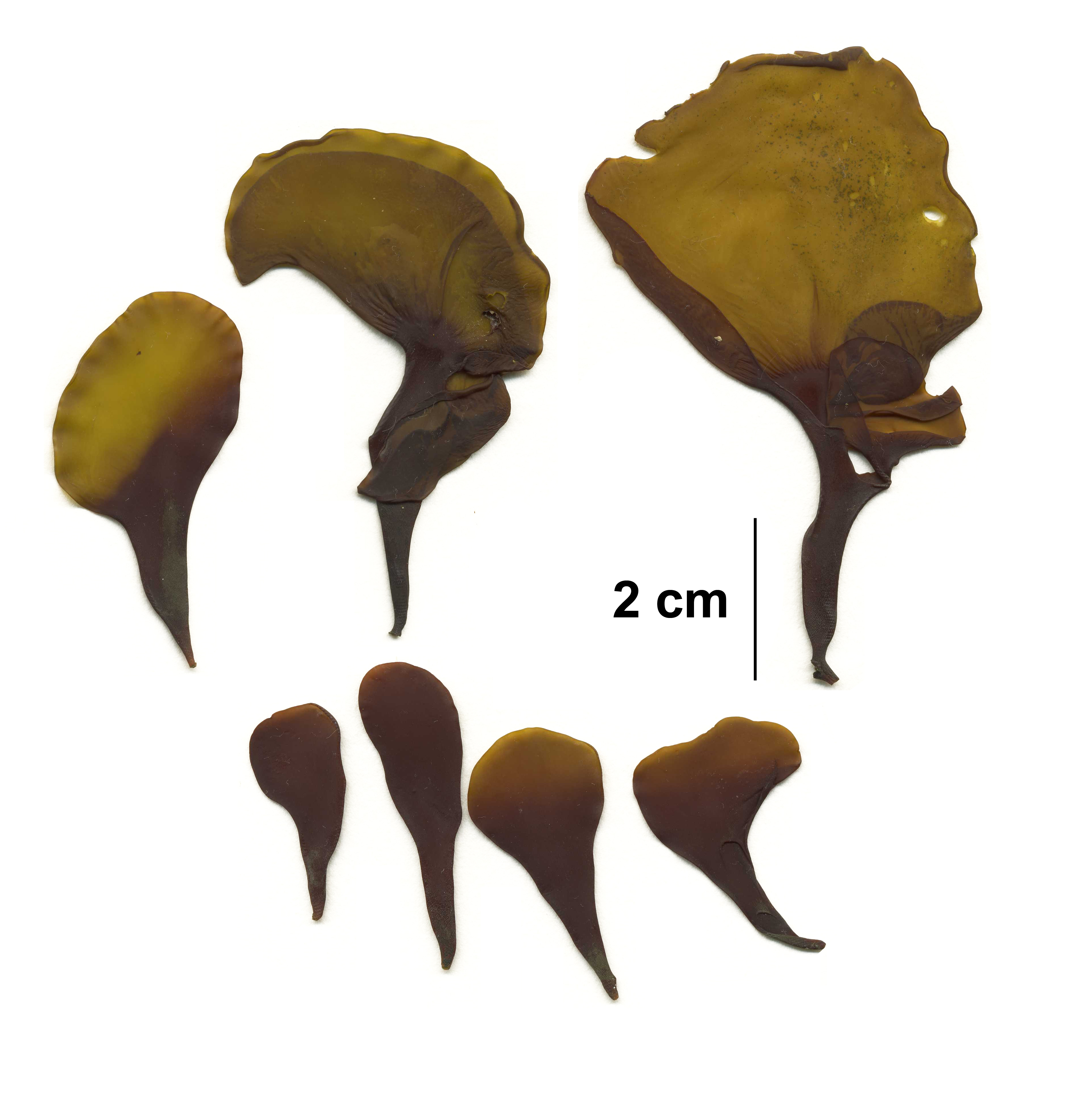 Mazzaella parksii