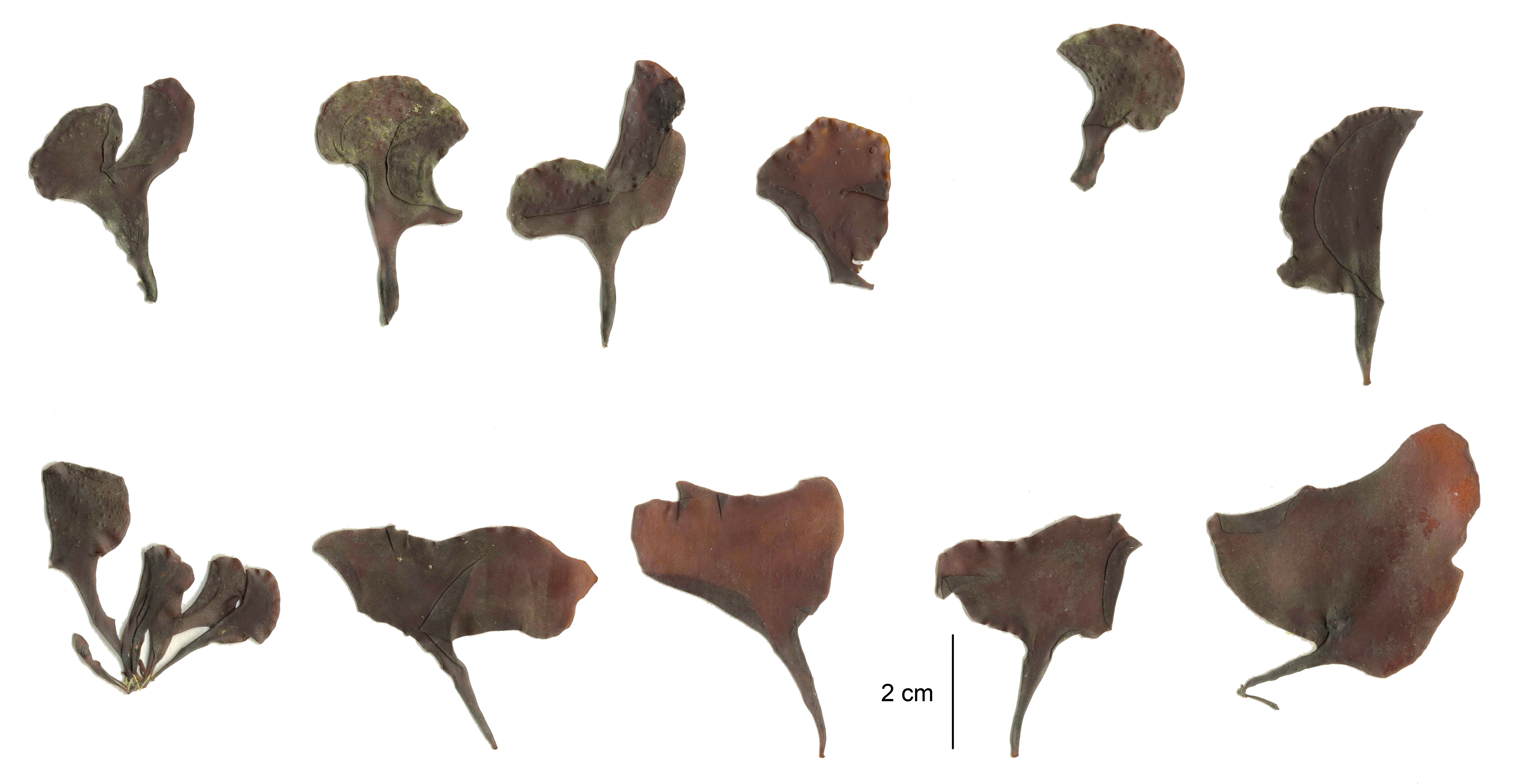 Mazzaella parksii – M. Lindeberg