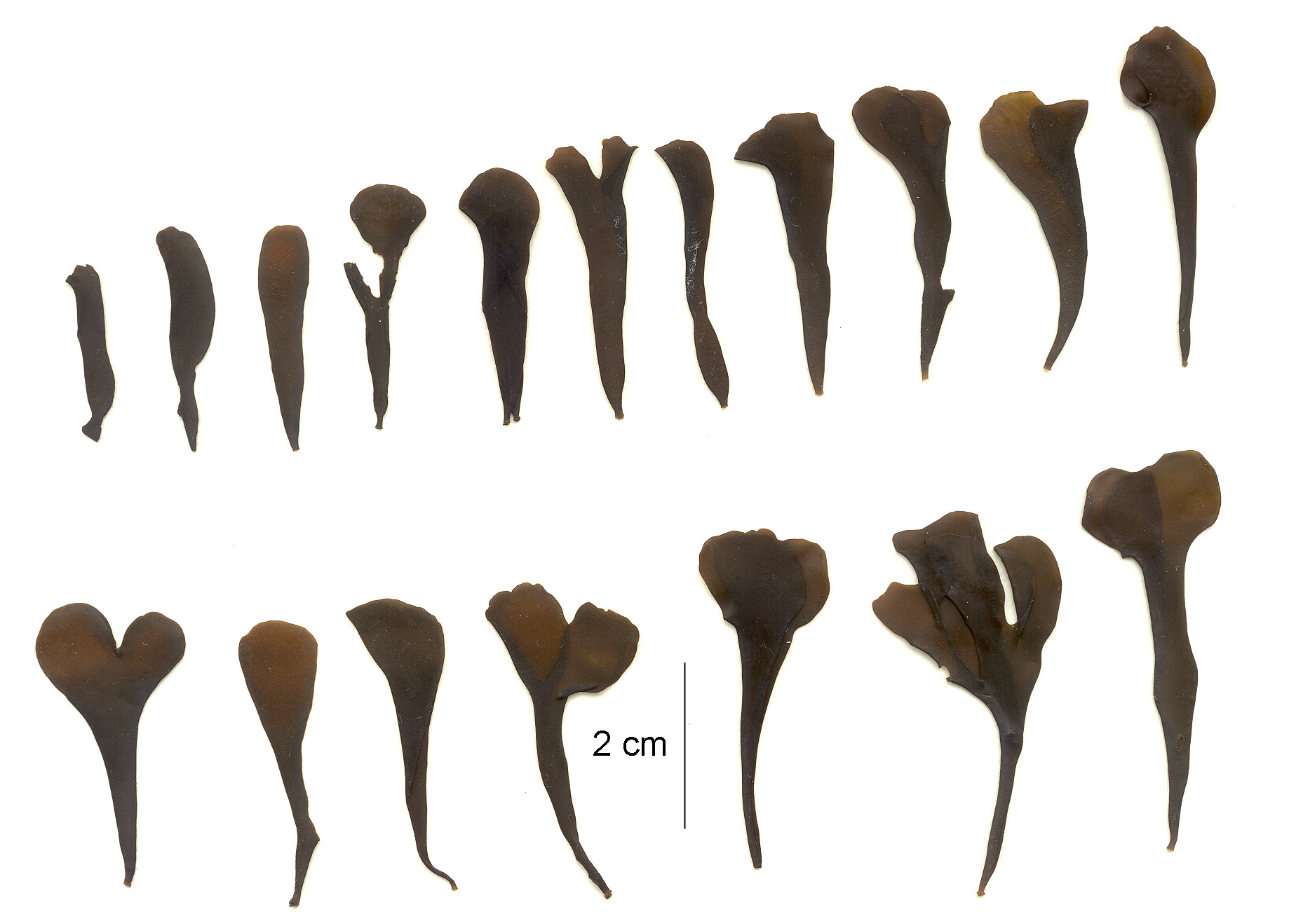 Mazzaella parksii – M. Lindeberg