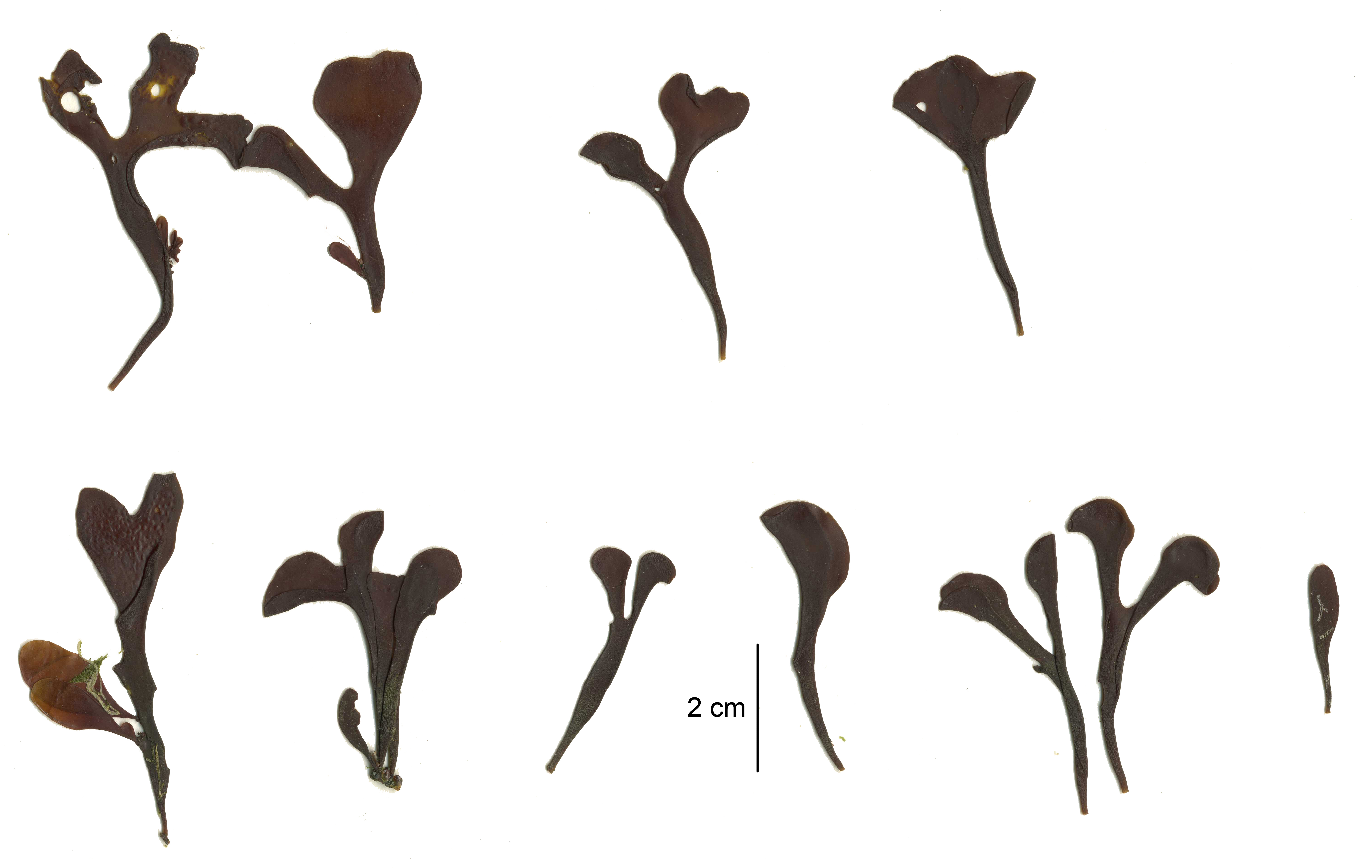 Mazzaella parksii – M. Lindeberg