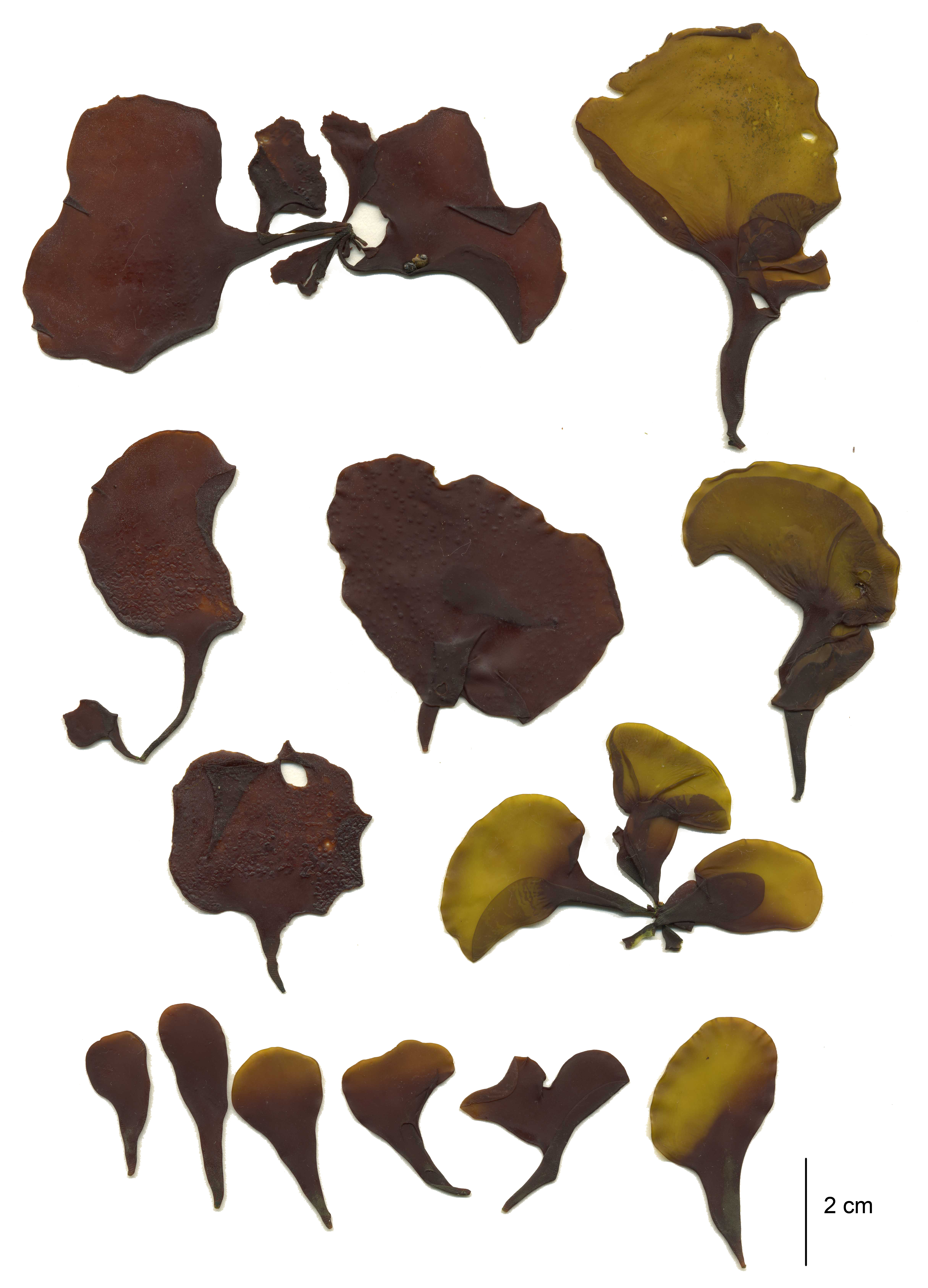 Mazzaella parksii – M. Lindeberg