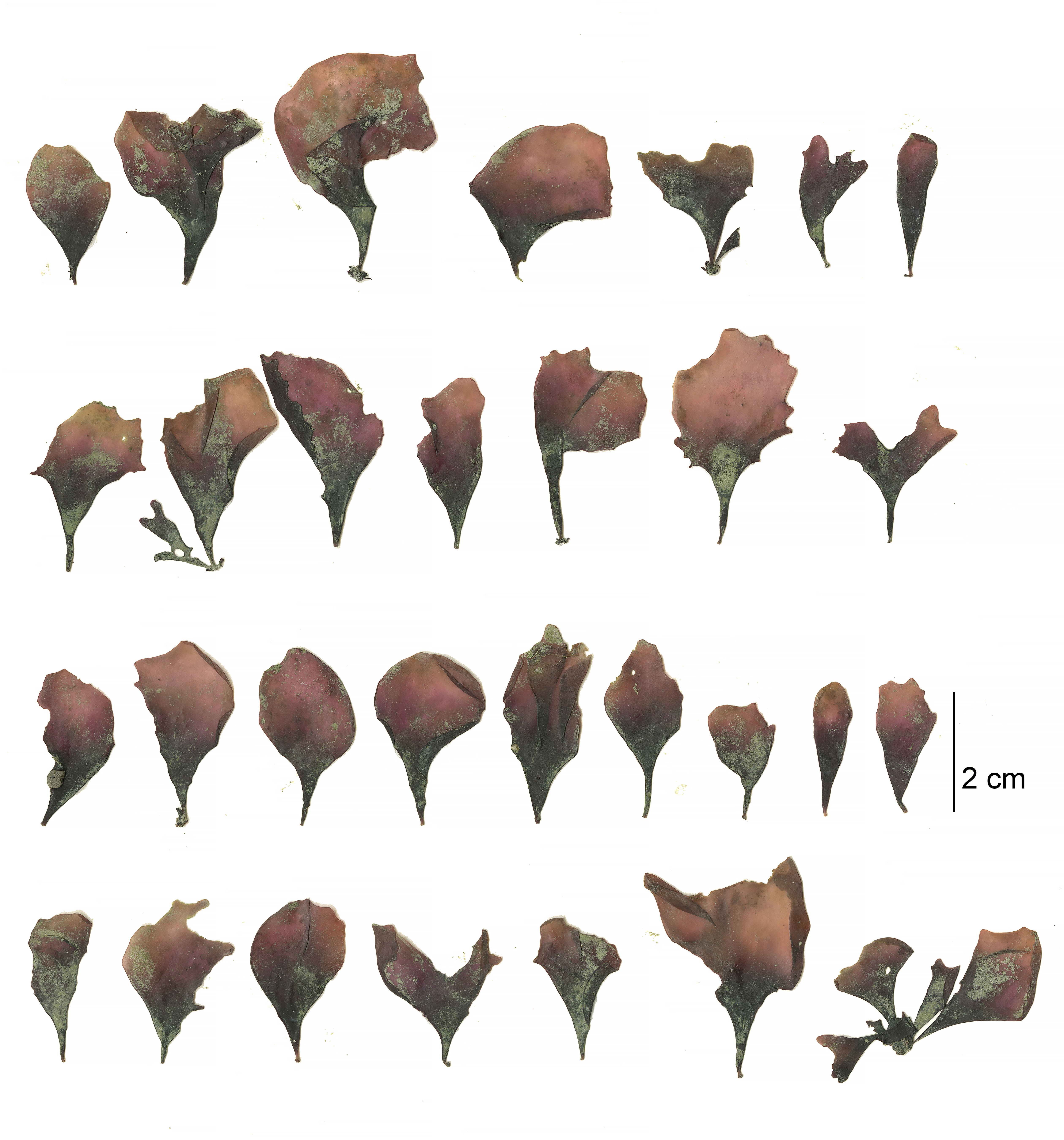 Mazzaella parksii – M. Lindeberg · Cook Inlet · June 2018