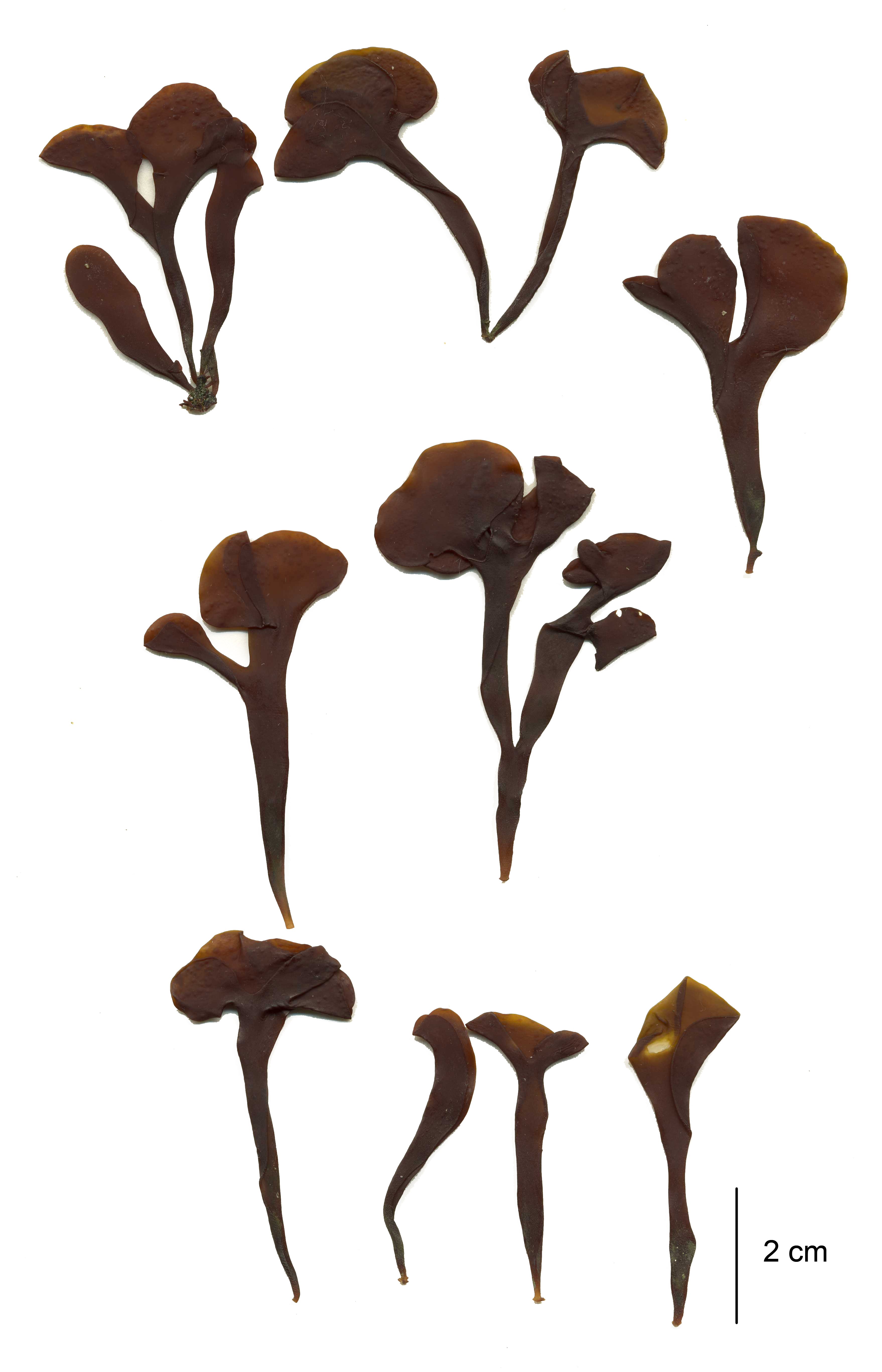 Mazzaella parksii – M. Lindeberg