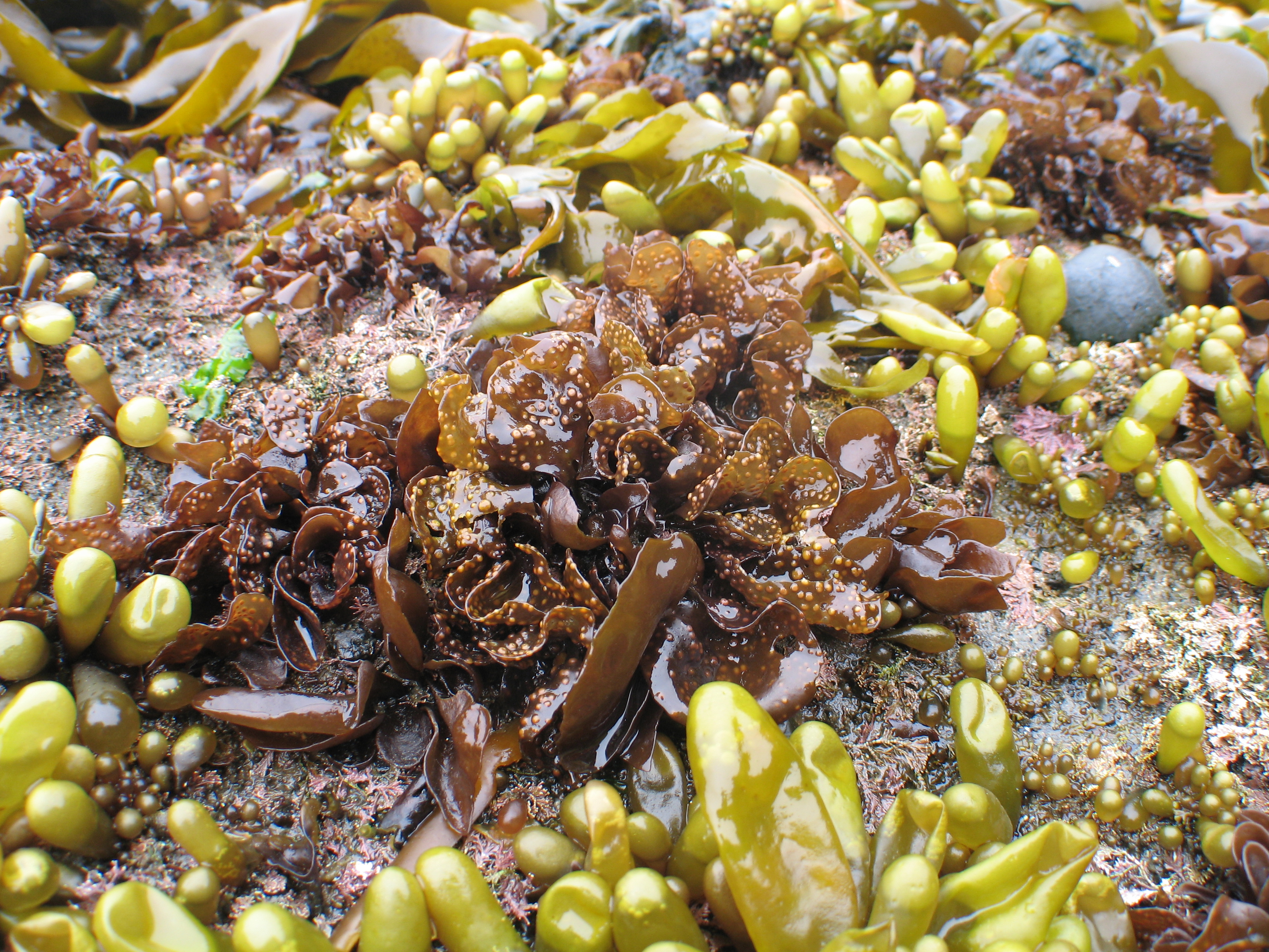 Mazzaella parvula – M. Lindeberg · Aleutian Islands · July 2007