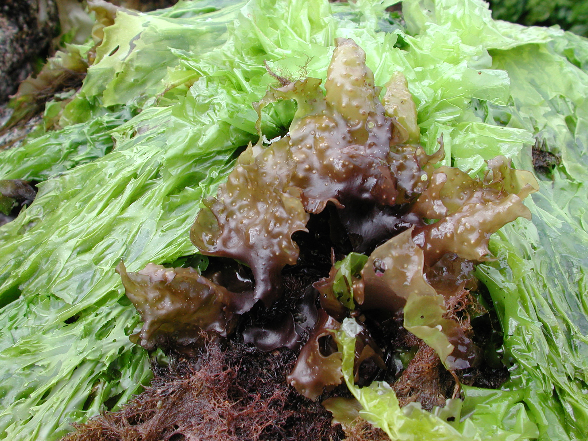 Mazzaella parvula – M. Lindeberg · Kodiak Archipelago · May 2005