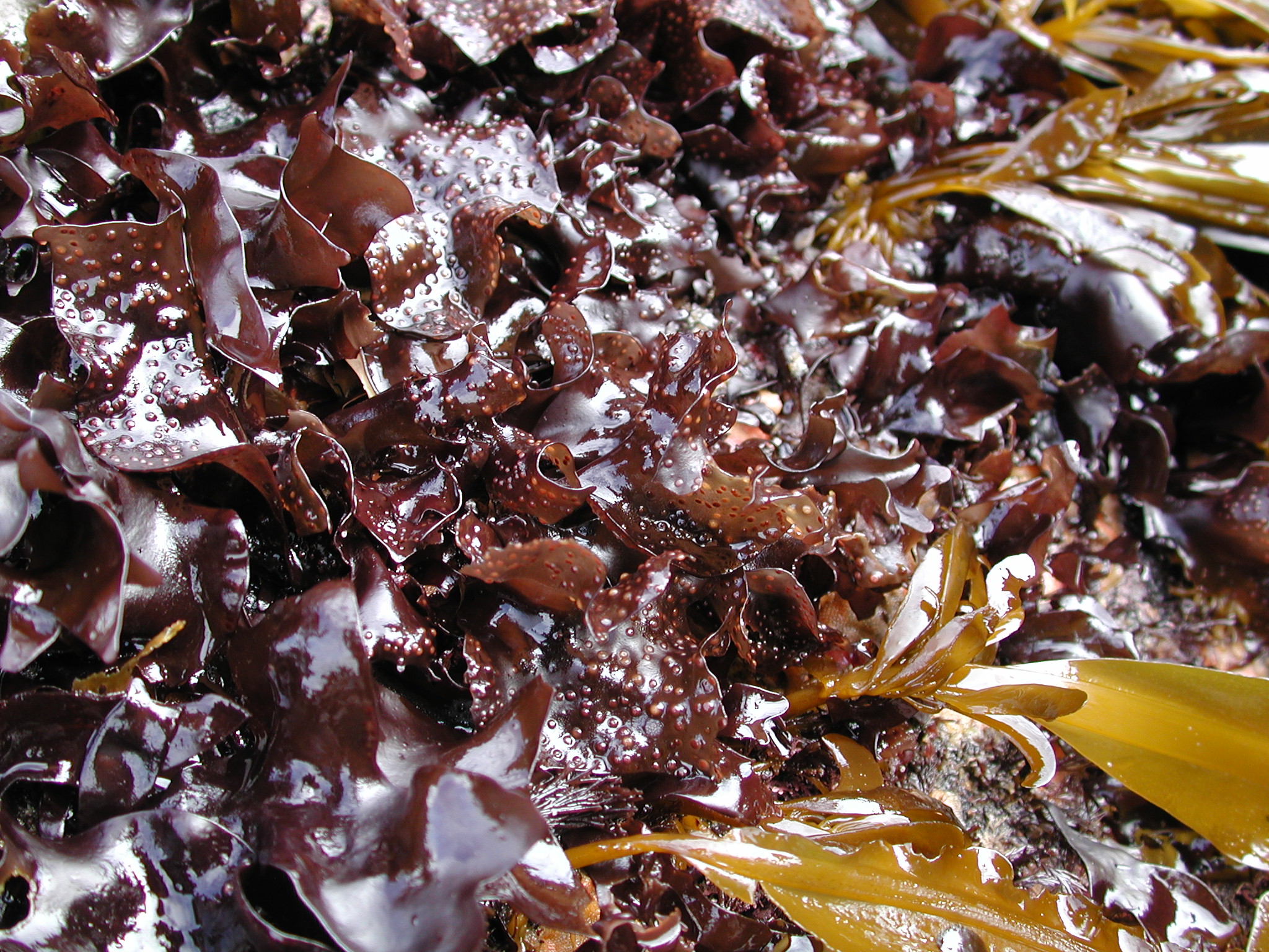 Mazzaella parvula – M. Lindeberg · Kenai Peninsula · July 2002