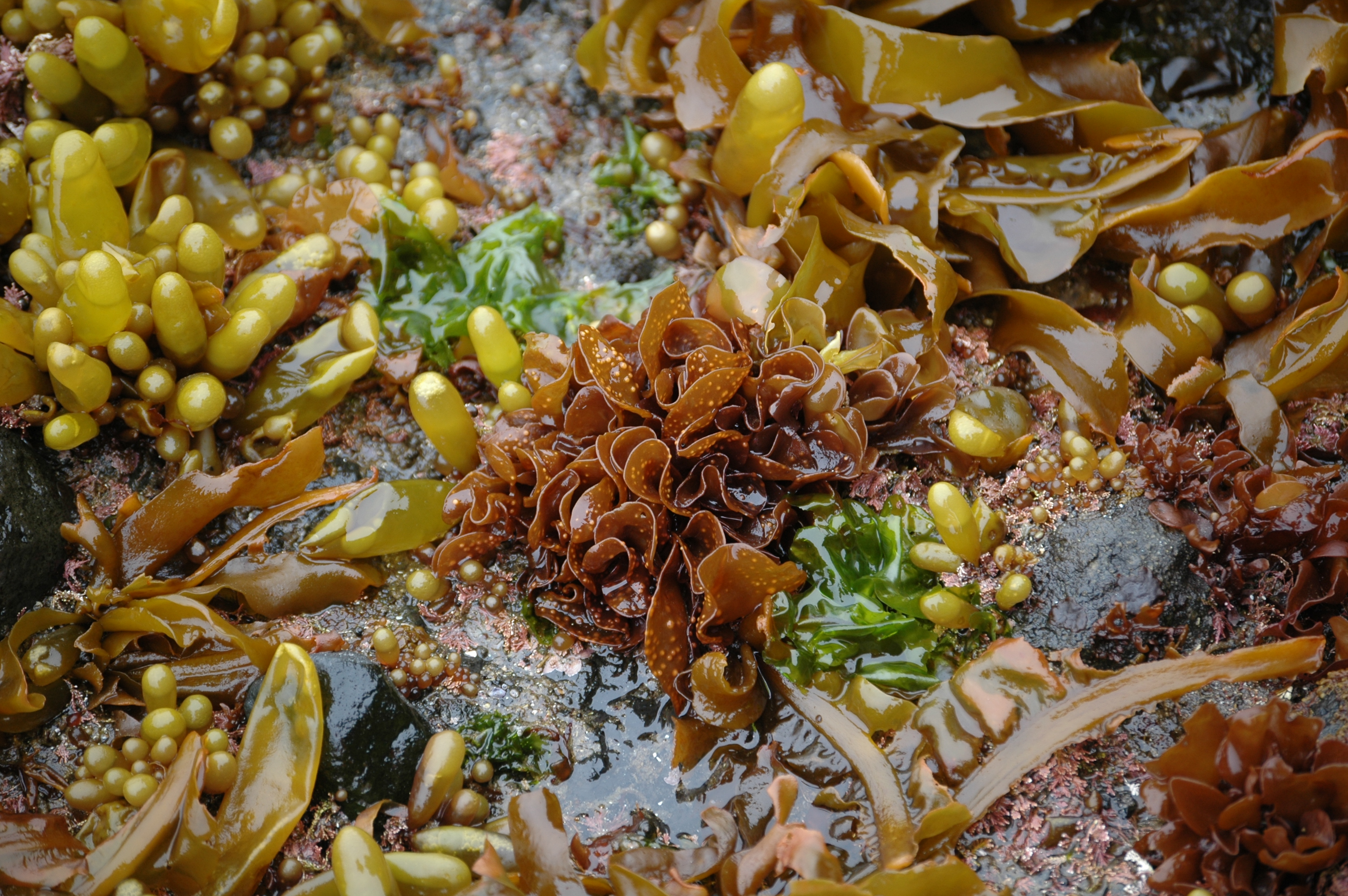 Mazzaella parvula – M. Lindeberg · Aleutian Islands · July 2007