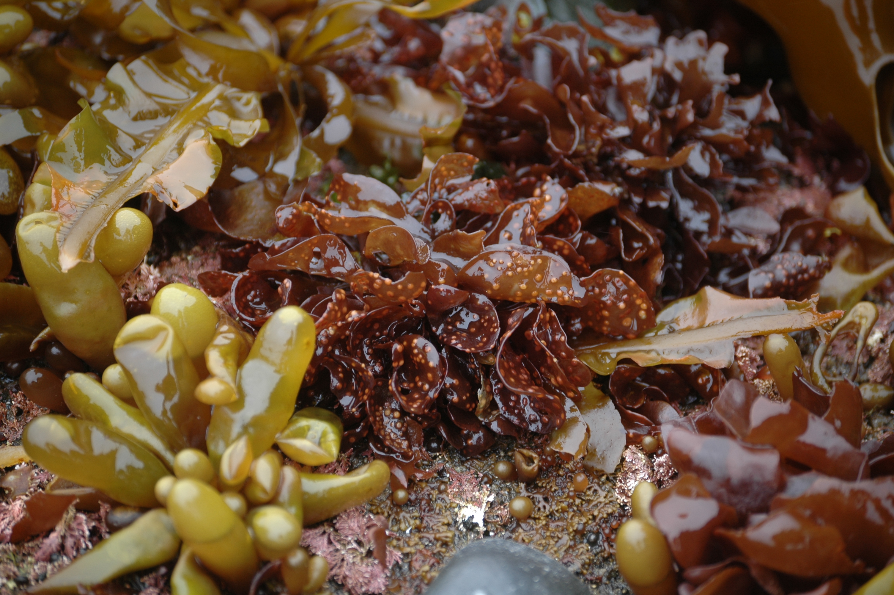Mazzaella parvula – M. Lindeberg · Aleutian Islands · July 2007