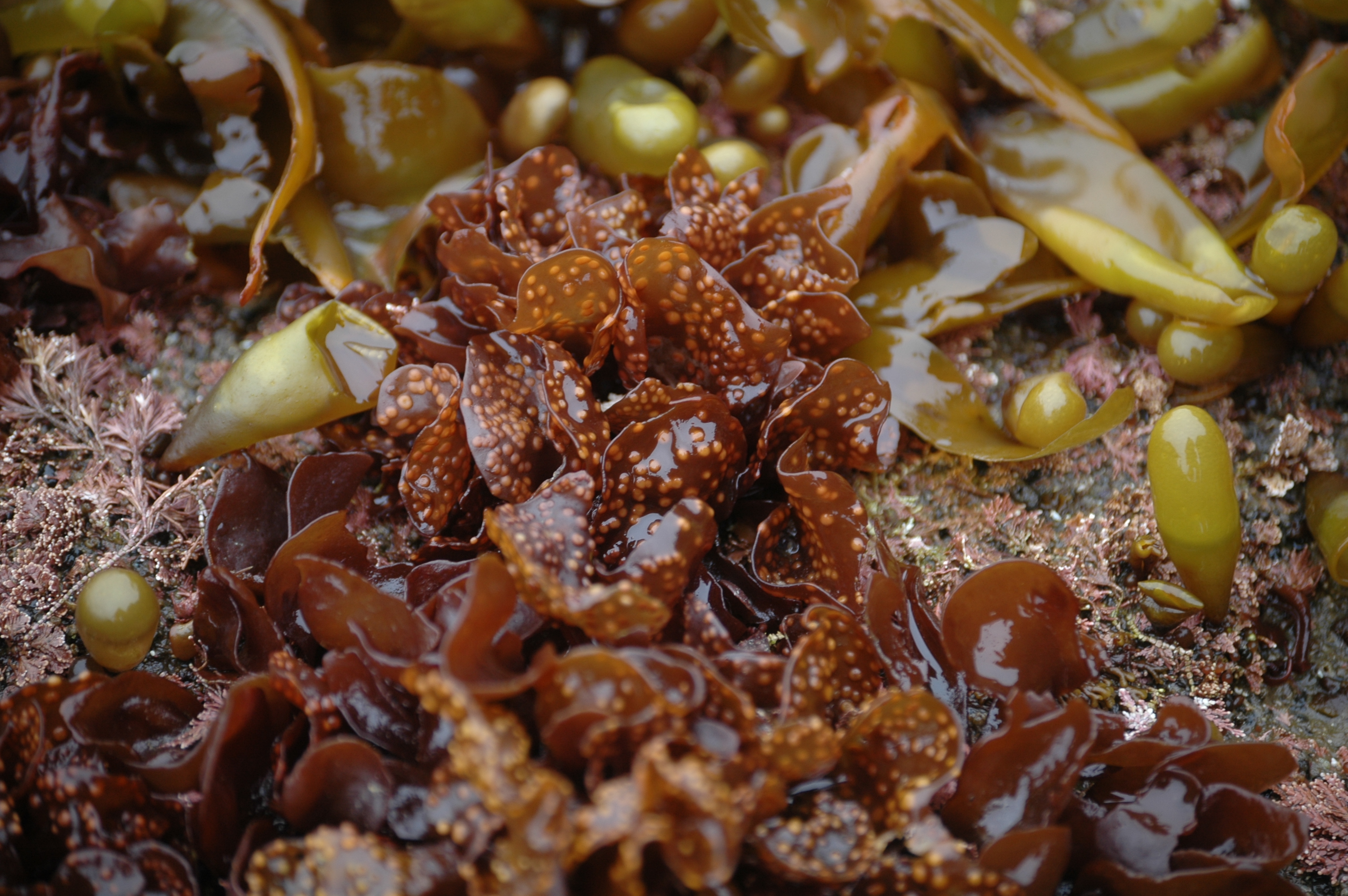 Mazzaella parvula – M. Lindeberg · Aleutian Islands · July 2007