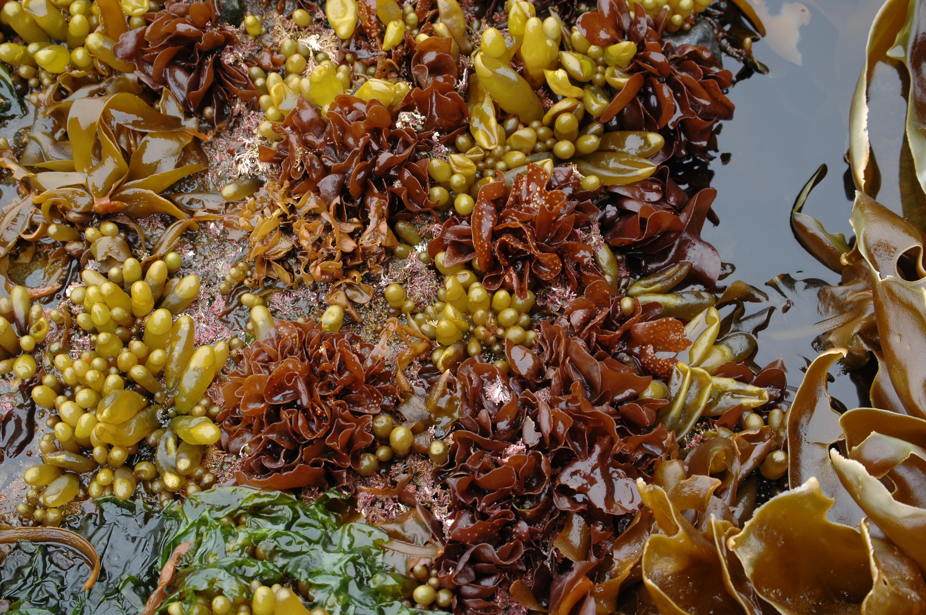 Mazzaella parvula – M. Lindeberg · Aleutian Islands · July 2007