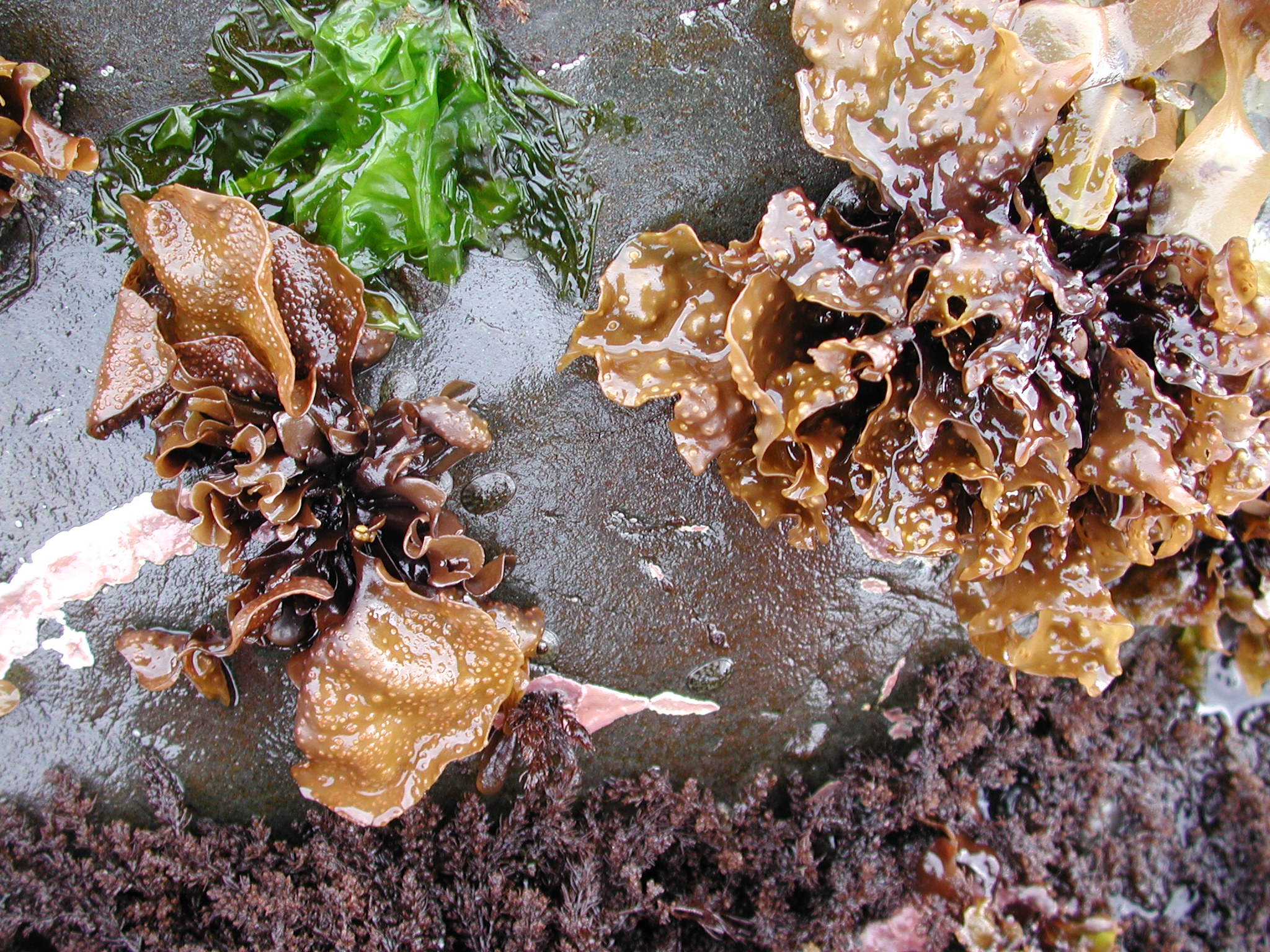 Mazzaella parvula – M. Lindeberg · Kodiak Archipelago · May 2005