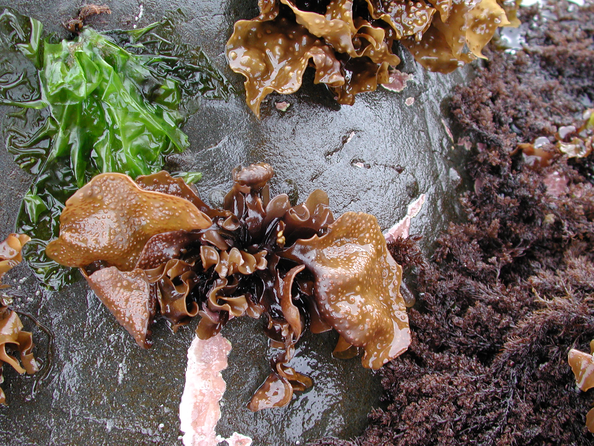 Mazzaella parvula – M. Lindeberg · Kodiak Archipelago · May 2005