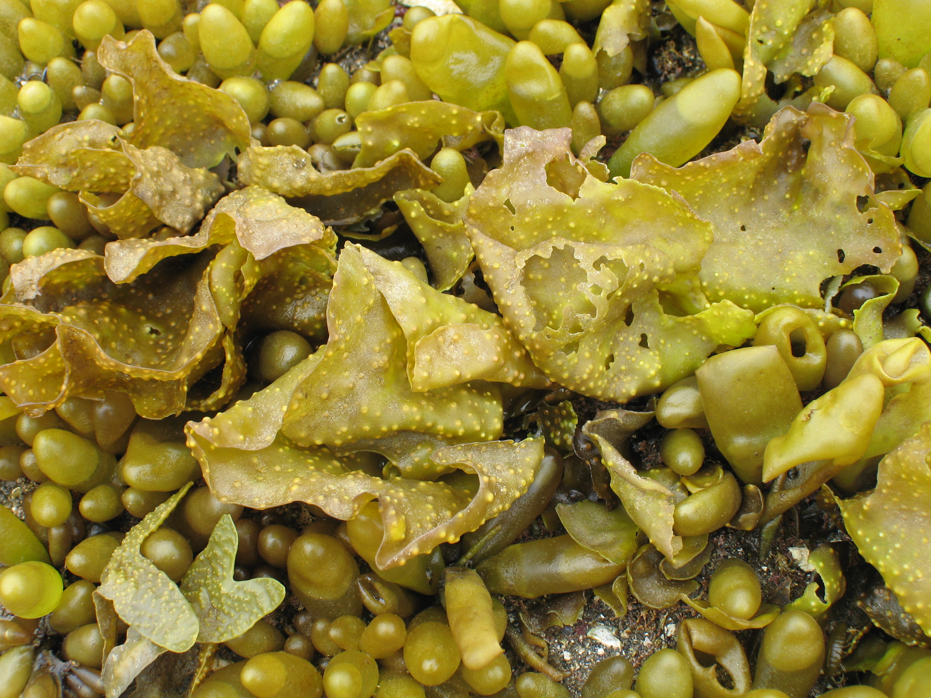 Mazzaella parvula – M. Lindeberg · Aleutian Islands · July 2006