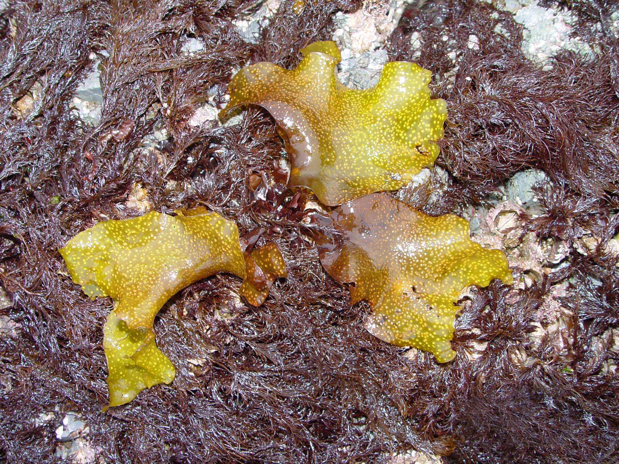 Mazzaella parvula – M. Lindeberg · Cook Inlet · July 2003