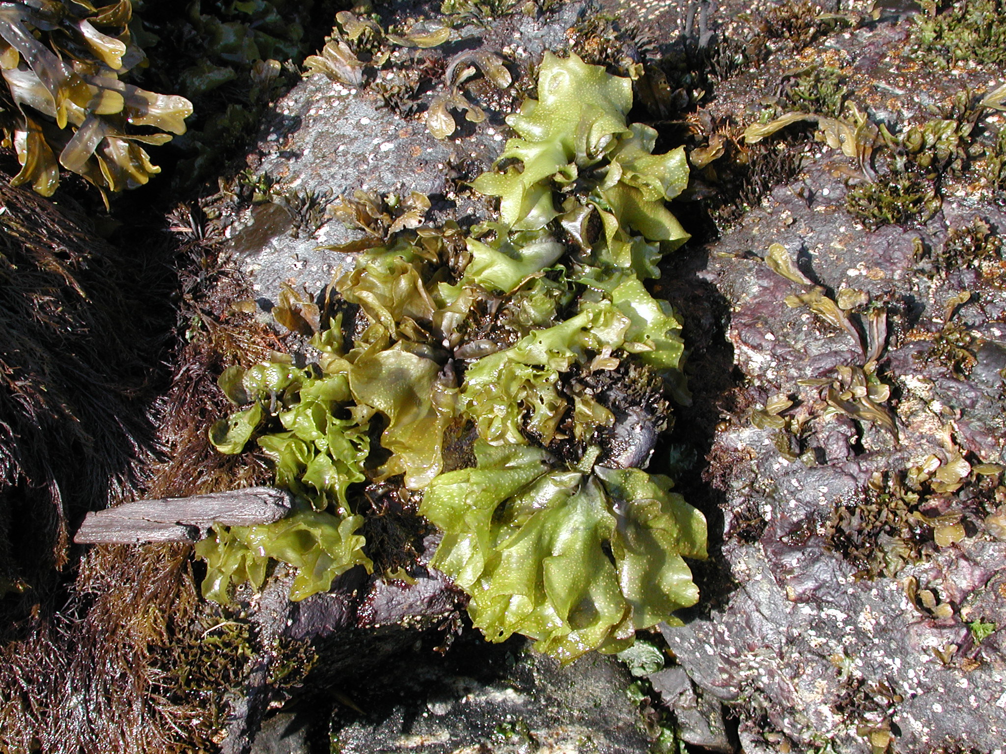 Mazzaella parvula – M. Lindeberg · Southeast · June 2006