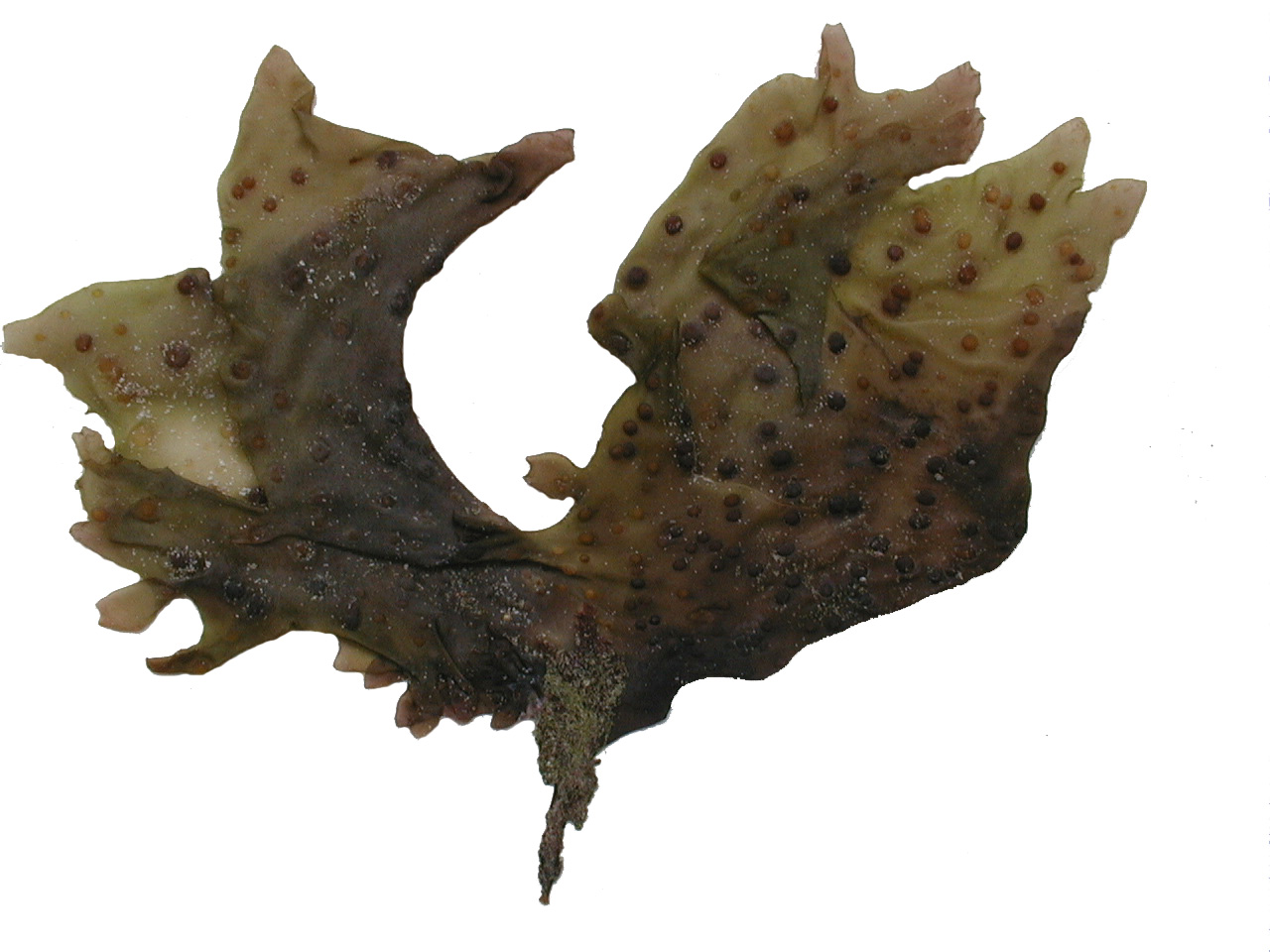 Mazzaella parvula – M. Lindeberg · Prince William Sound · June 1998