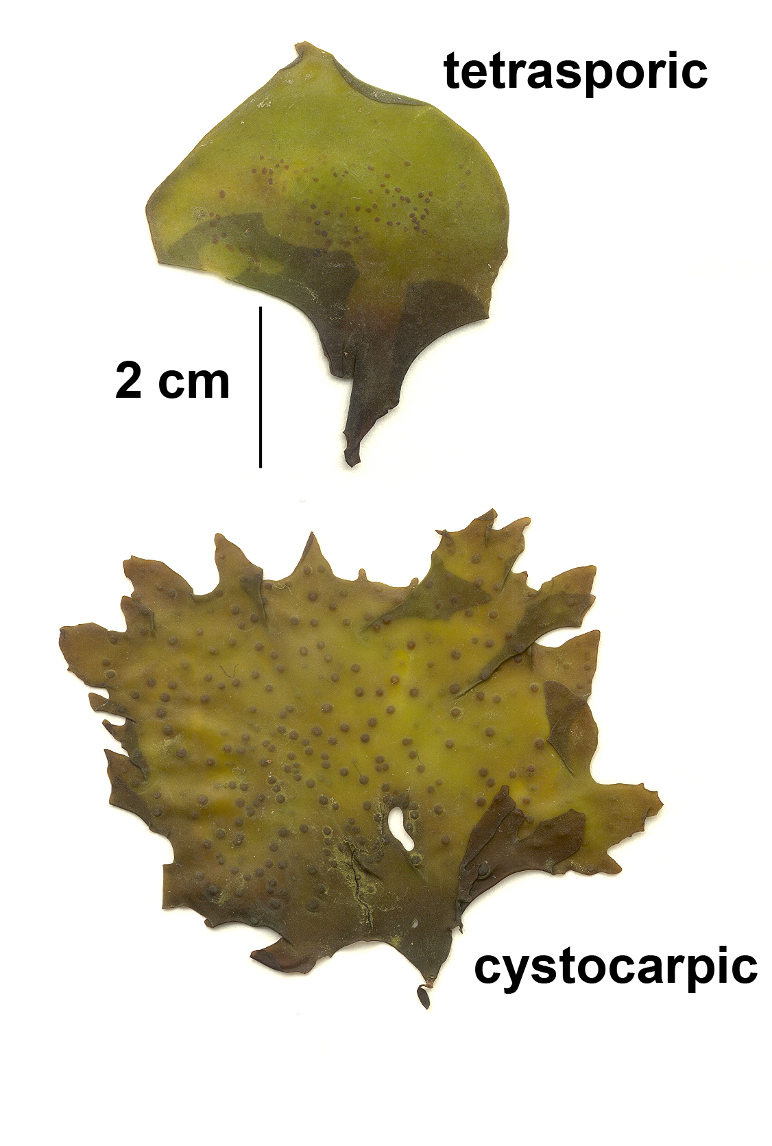 Mazzaella parvula