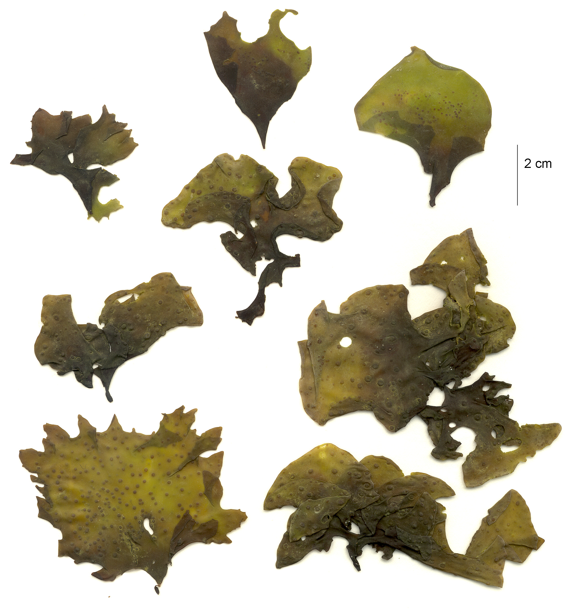 Mazzaella parvula – M. Lindeberg · Aleutian Islands · July 2006