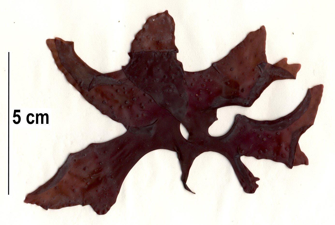 Mazzaella parvula – S. Lindstrom · Alaska Peninsula · May 2016