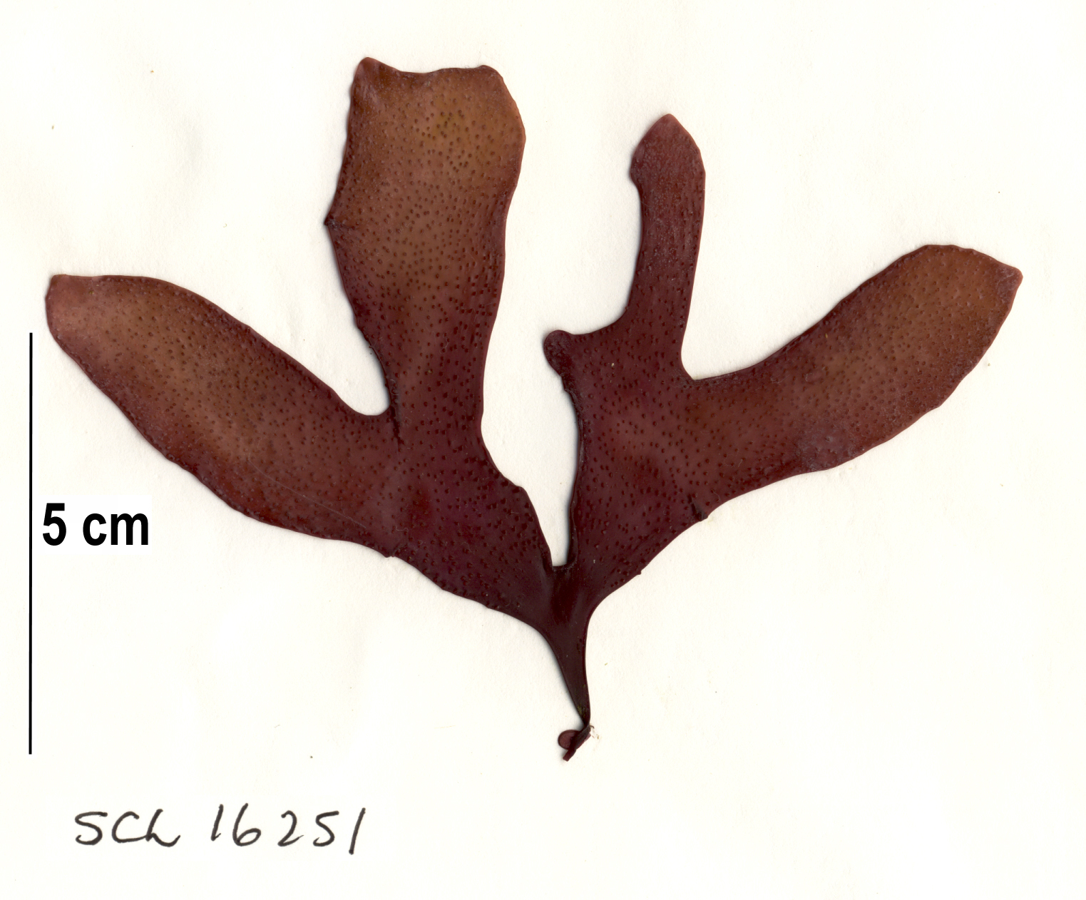Mazzaella parvula – S. Lindstrom · Alaska Peninsula · May 2016