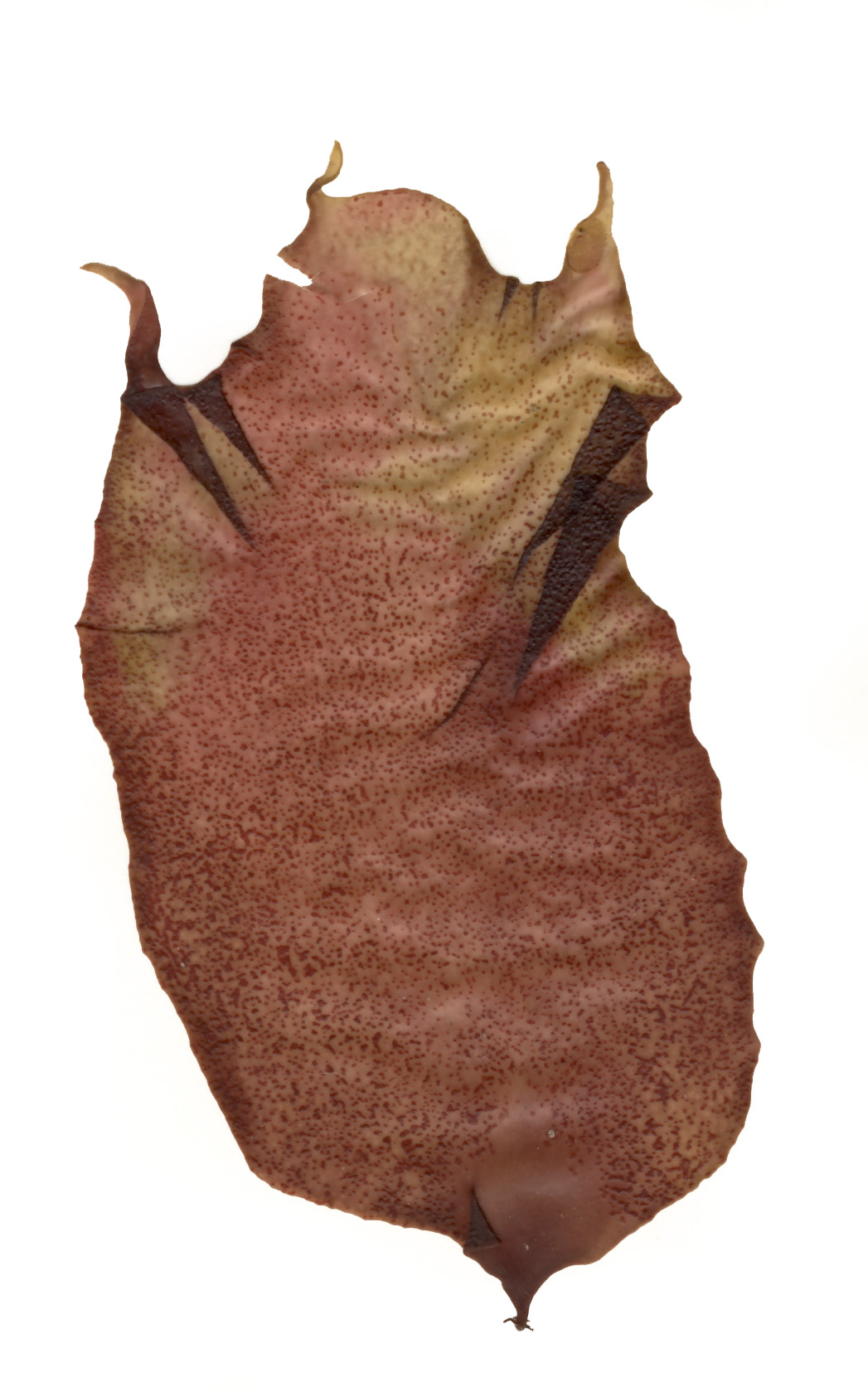 Mazzaella splendens